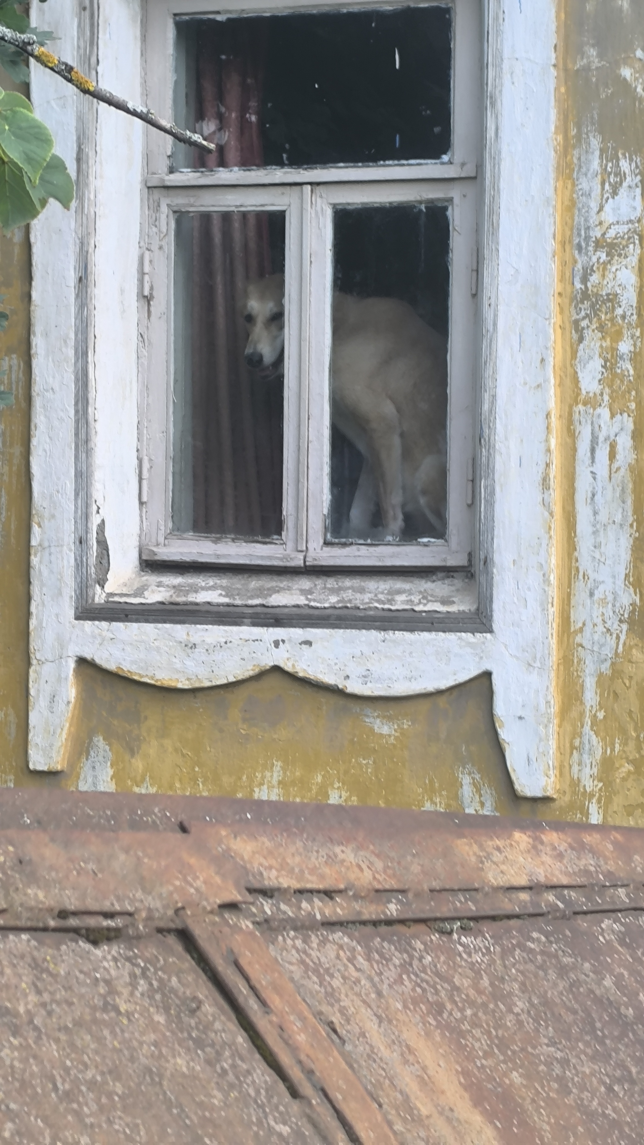 Он явно что-то знает - Моё, Хороший мальчик, Мобильная фотография, Фотография, Собака, Домашние животные