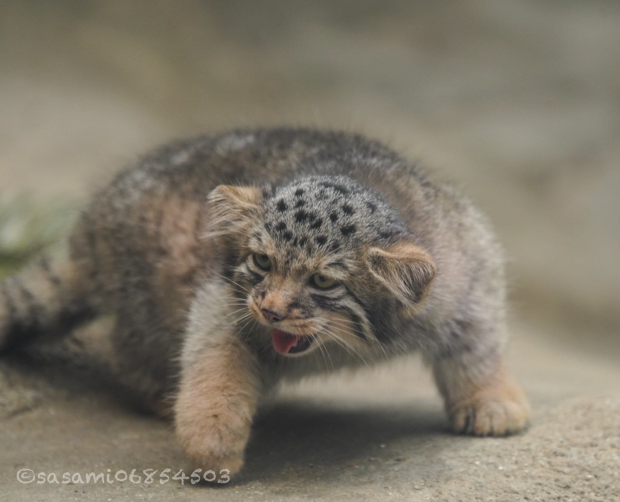 Wow, it's hot... - Pallas' cat, Predatory animals, Zoo, Cat family, Wild animals, Small cats, Young