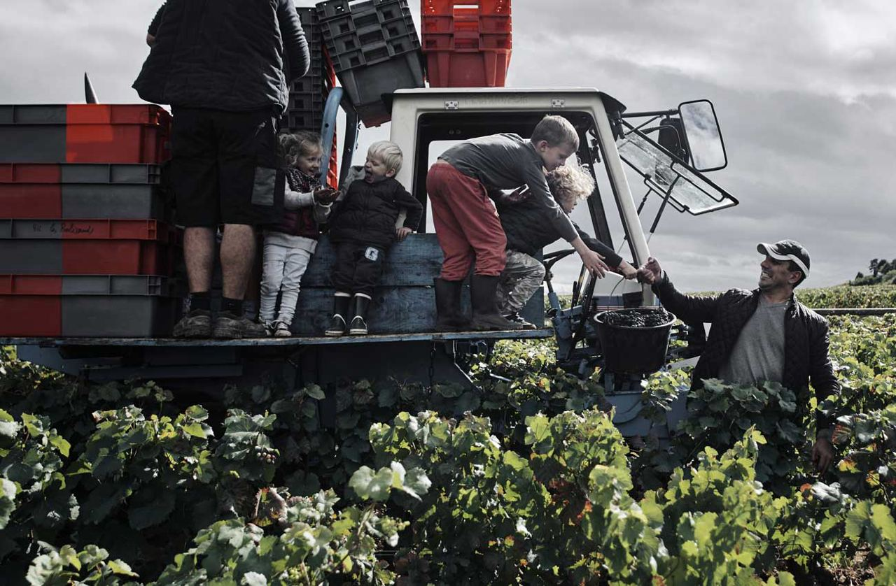 Wine photo award presented - Grape, Winemaking, Wine, The photo, France, Competition, Photo competition, Winners, 2024, Prize, Сельское хозяйство, Vineyard, Longpost