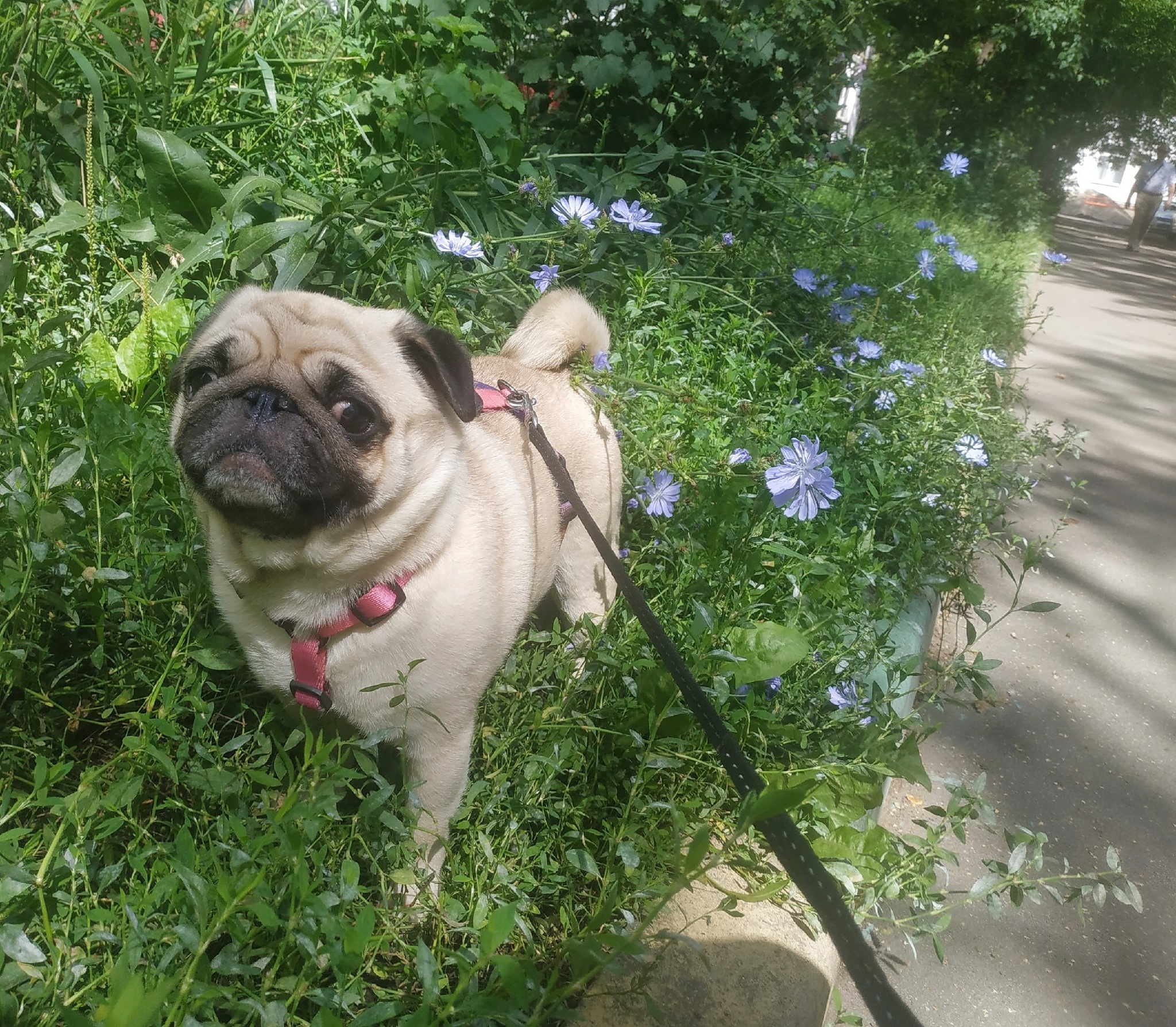 My Knopigna - My, Dog, Pug, Longpost, Pets, The photo