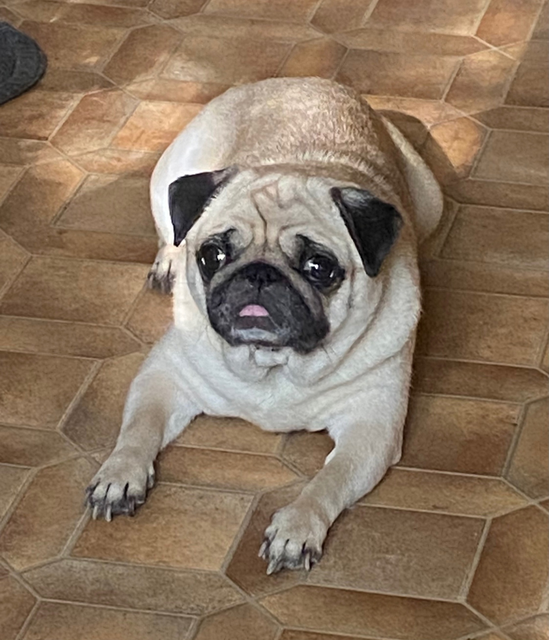 My Knopigna - My, Dog, Pug, Longpost, Pets, The photo