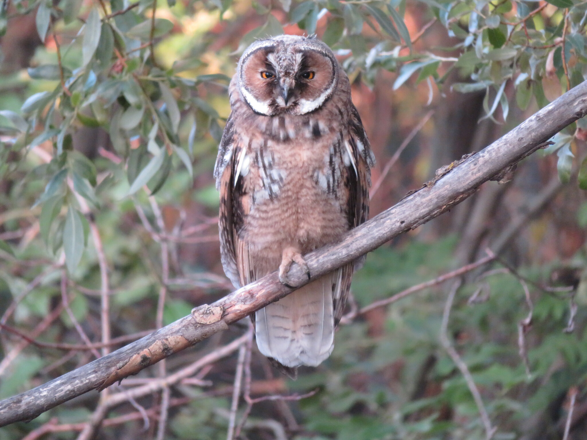 Long-eared Owl, fledgling - My, Animals, Photo hunting, Birds, Ornithology, The nature of Russia, Owl, Bird watching, In the animal world, Predator birds