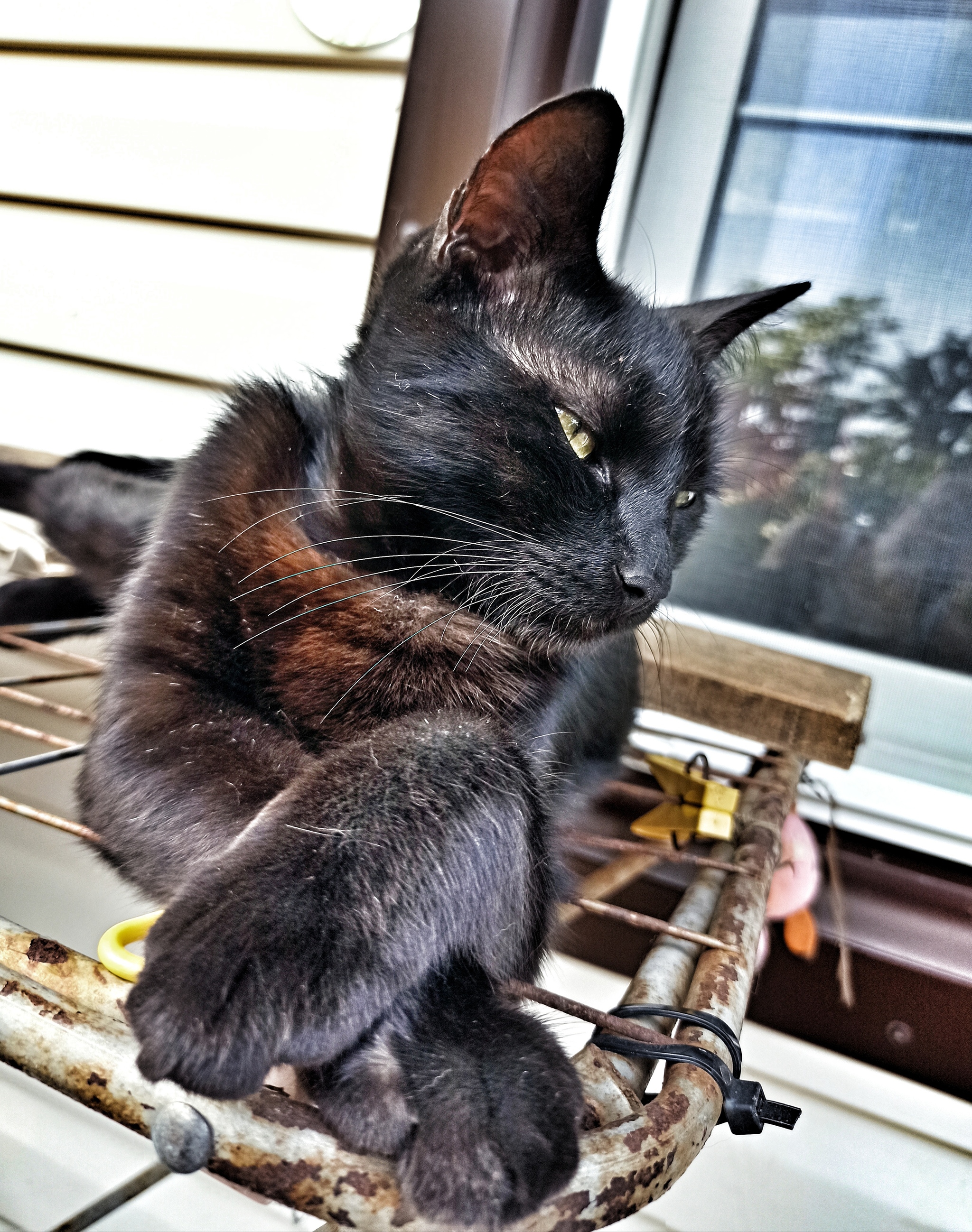 Local - My, cat, Mobile photography, Pets, Black cat, Video, Longpost