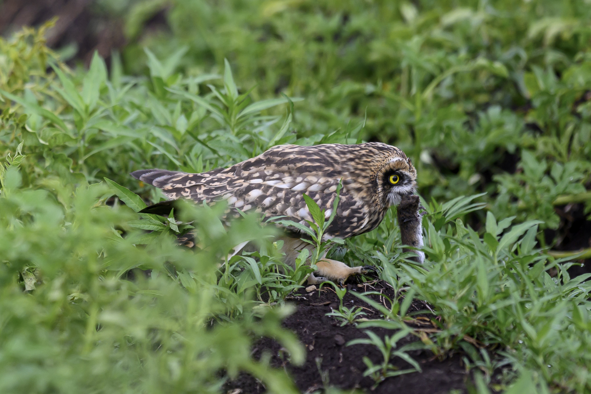 Owl brings breakfast to owlets - My, Photo hunting, The photo, Birds, Ornithology, Wild animals, Bird watching, Video, Youtube