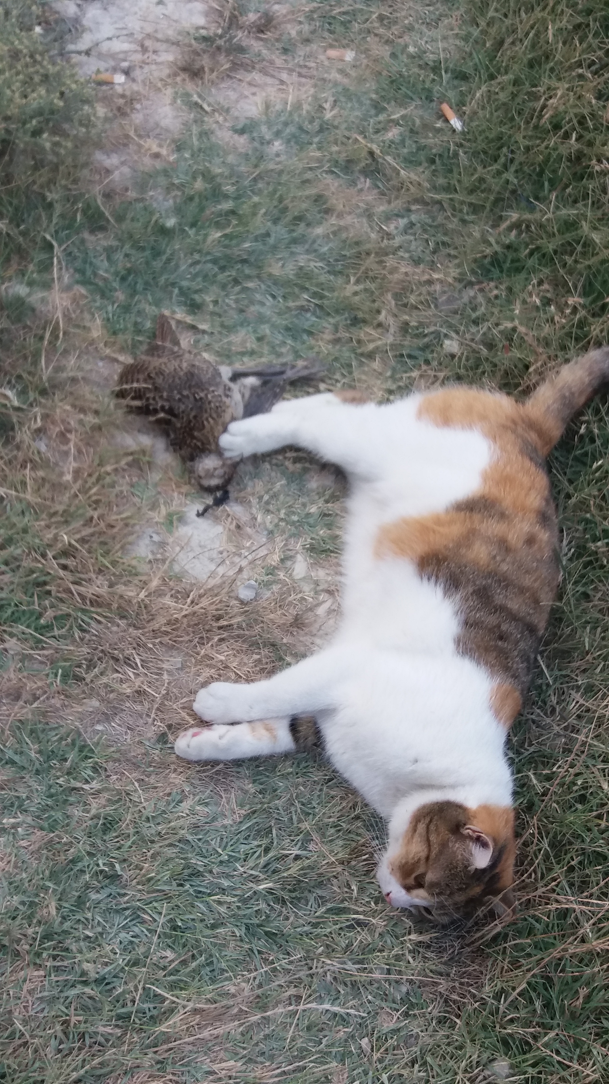 Happy Hunting - My, Tricolor cat, Crimea, Birds, Video, Vertical video, Longpost