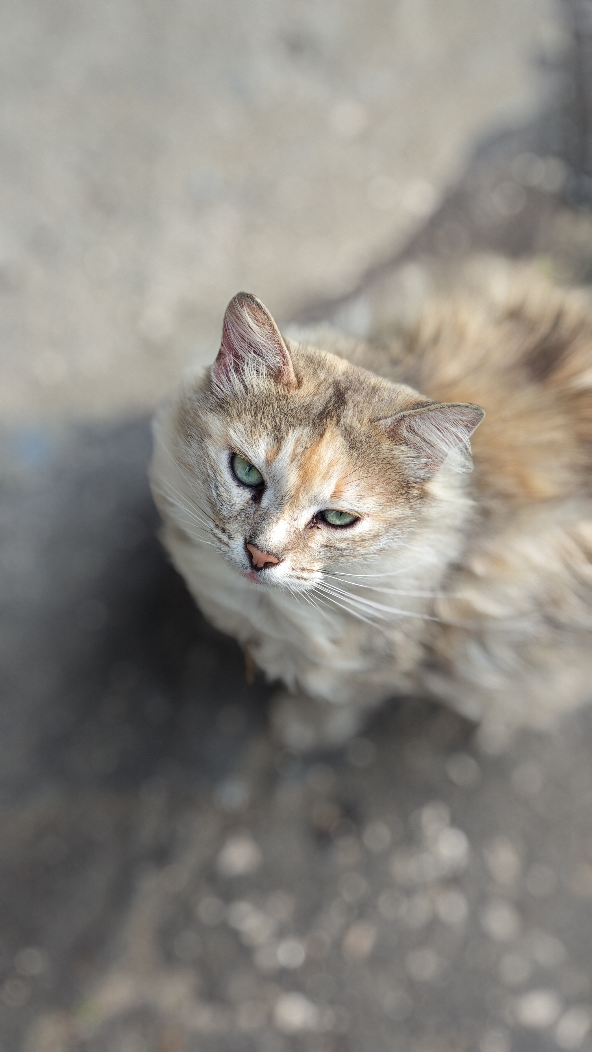 Yard beauty - My, Cat family, Mobile photography, cat