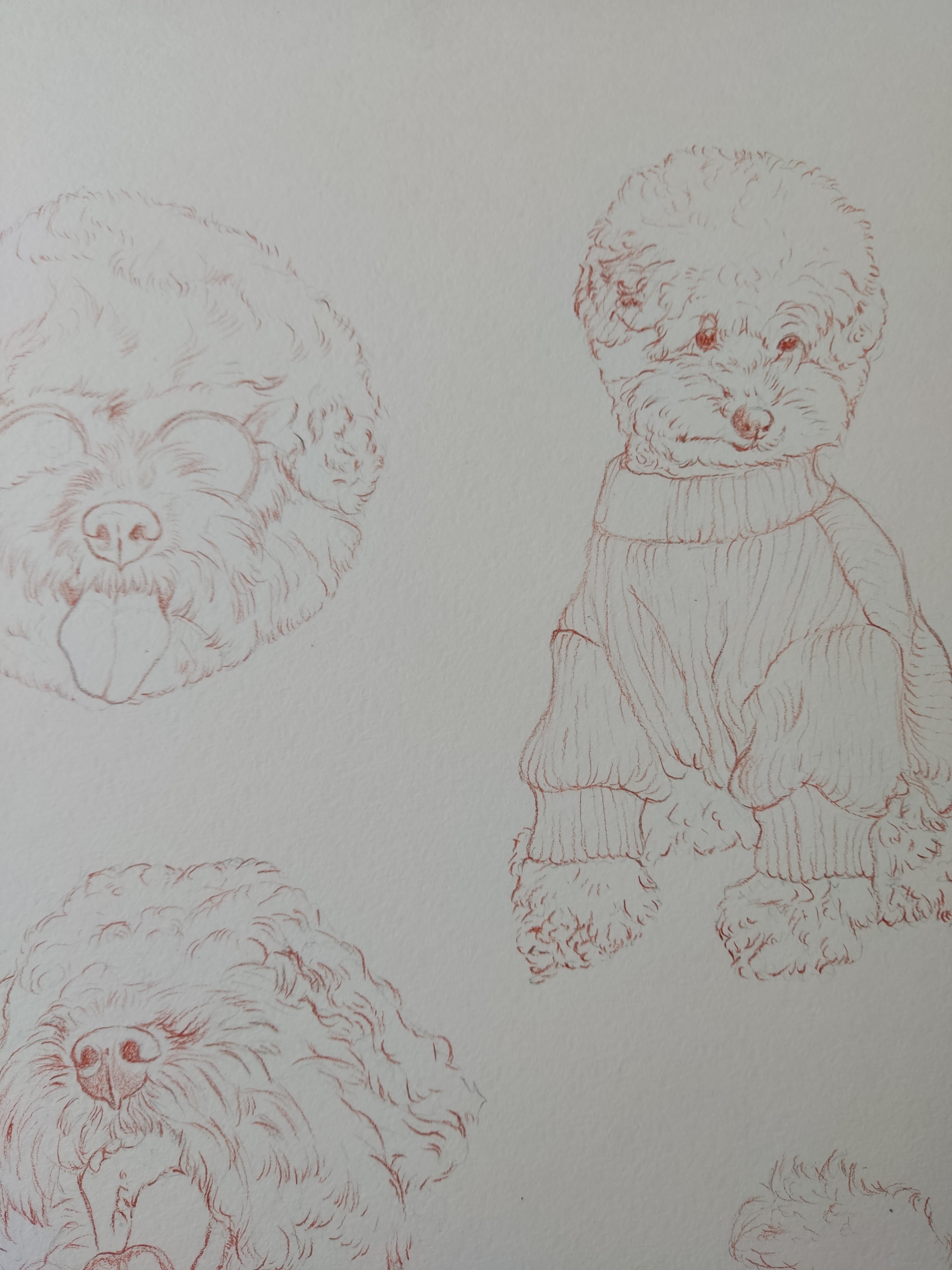 Watercolor poodles - My, Watercolor, Poodle, Toy Poodle, Artist, Longpost