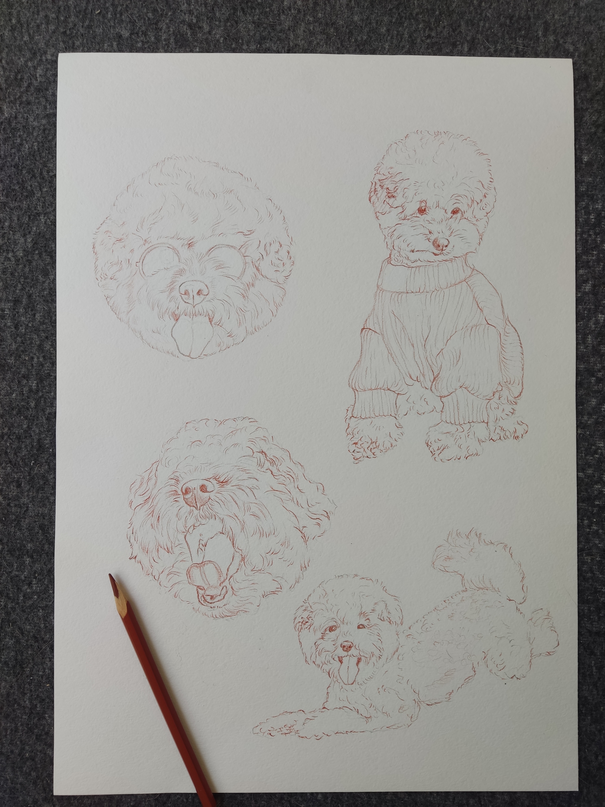 Watercolor poodles - My, Watercolor, Poodle, Toy Poodle, Artist, Longpost