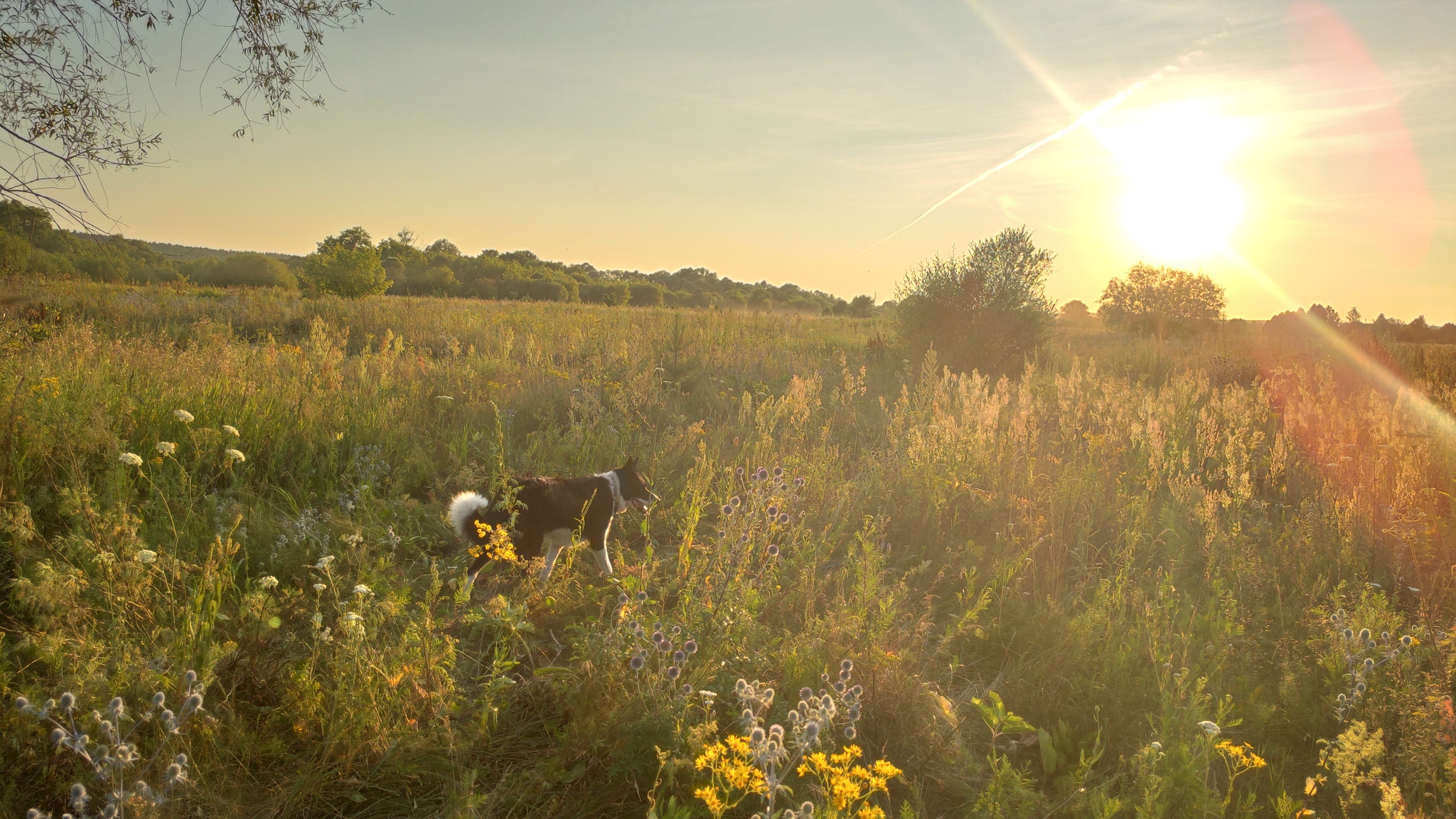 I'm walking 1000 km with my dog. 1 month. After Penza I’ll go without anything! Only a raincoat and homemade ancient tools - My, Travel across Russia, Travels, Tourism, Hiking, Longpost