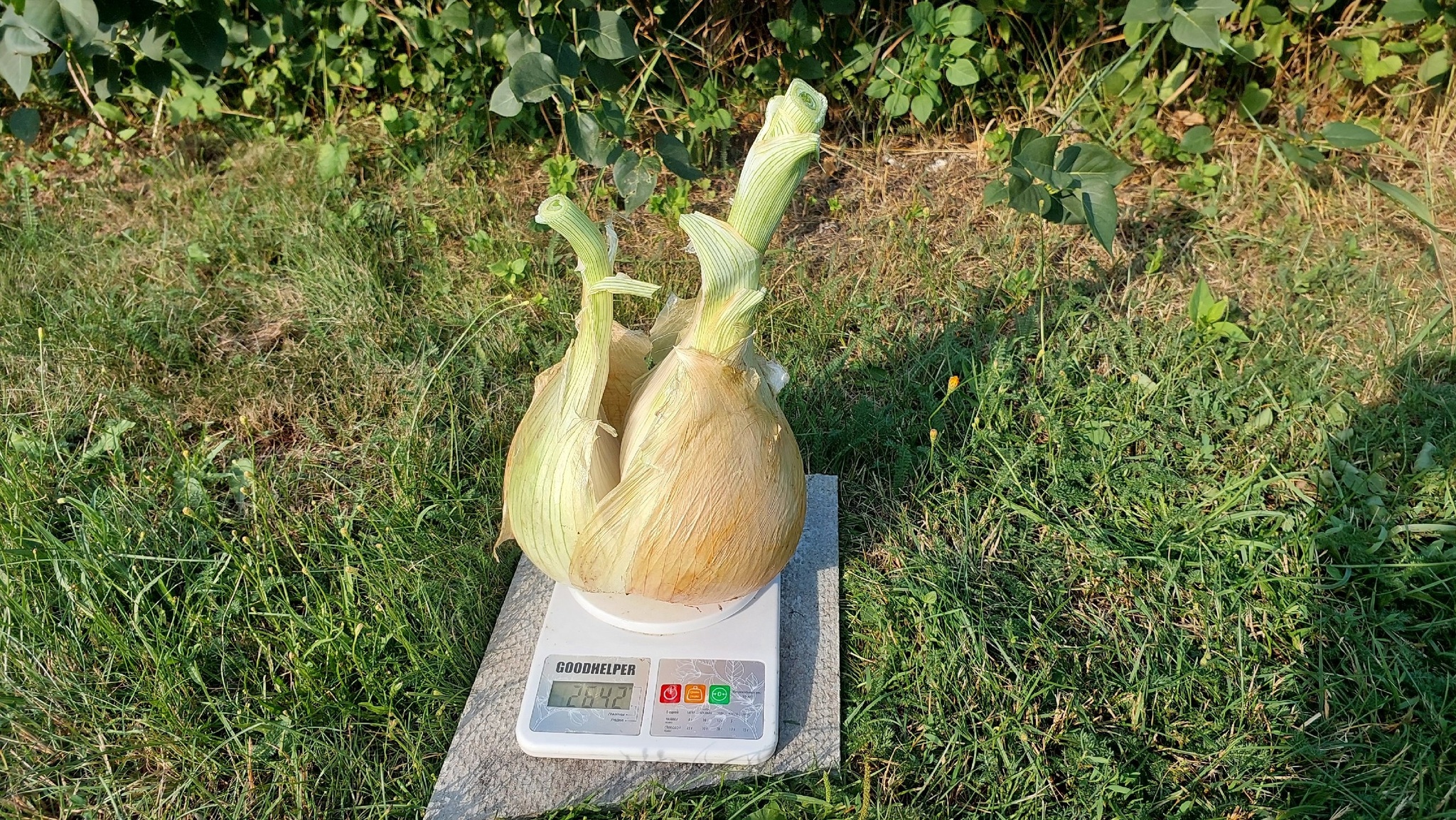 Cut the first giant onion - My, Garden, Gardening, Garden, Plants, Big size, Longpost, Onion