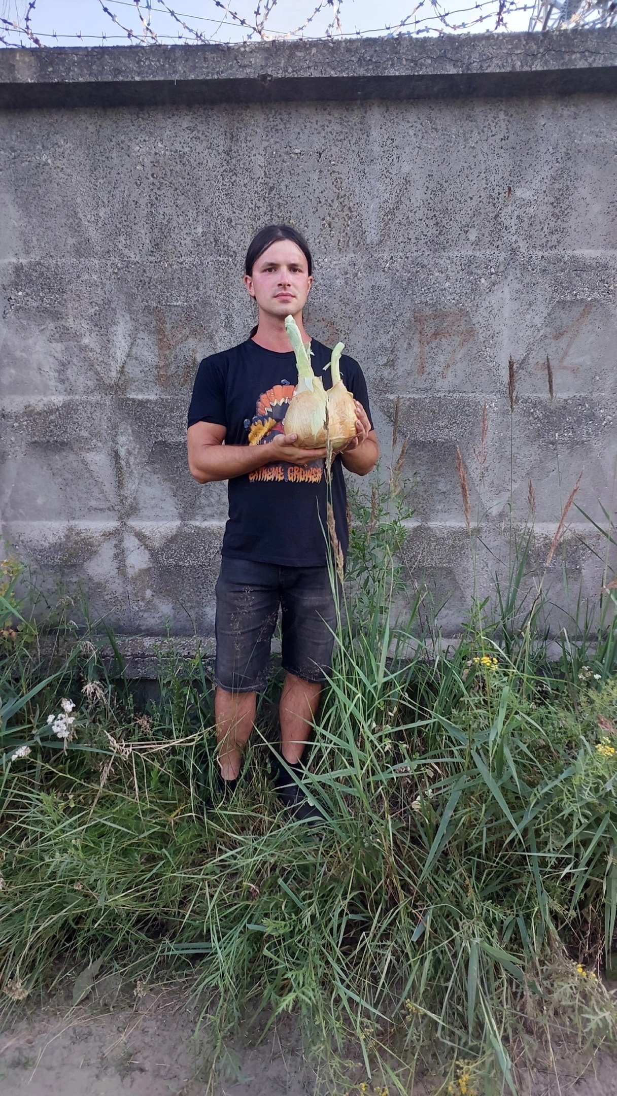 Cut the first giant onion - My, Garden, Gardening, Garden, Plants, Big size, Longpost, Onion