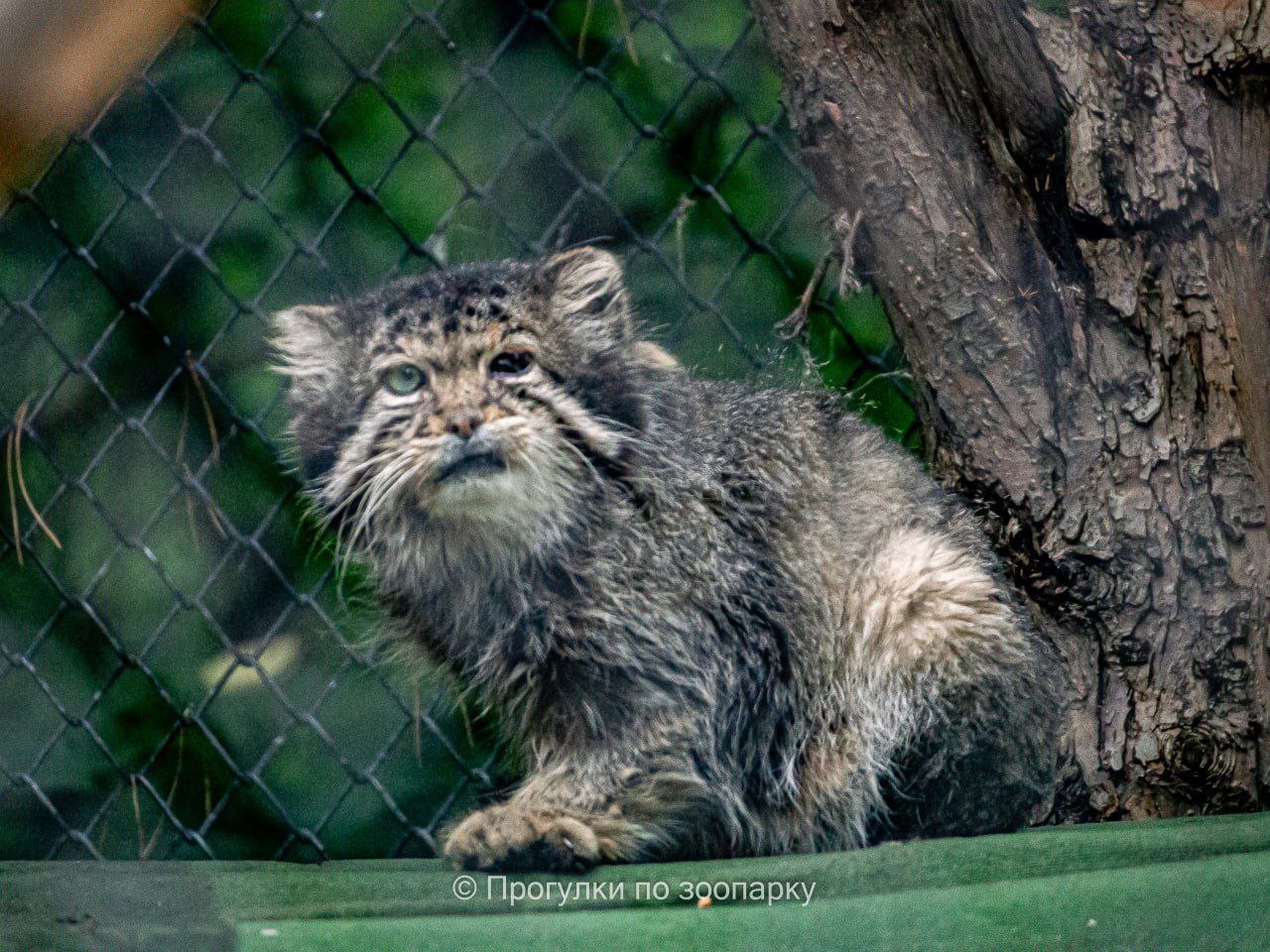 Elder - Pallas' cat, Small cats, Cat family, Predatory animals, Wild animals, Zoo, Novosibirsk Zoo, Telegram (link)