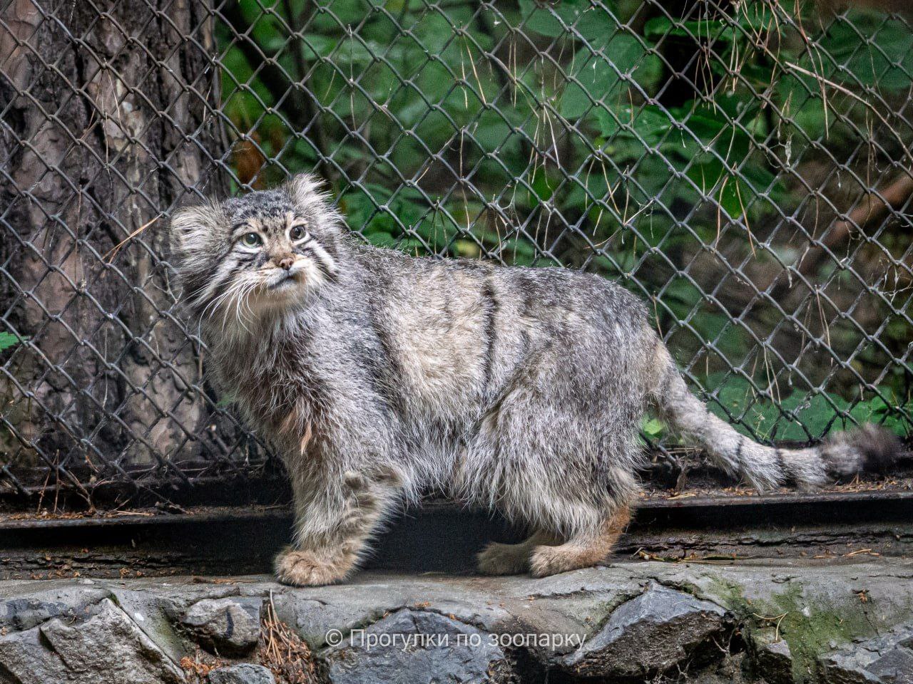 Zelenogorsk in a summer fur coat - Pallas' cat, Small cats, Cat family, Predatory animals, Wild animals, Zoo, Novosibirsk Zoo, Telegram (link)