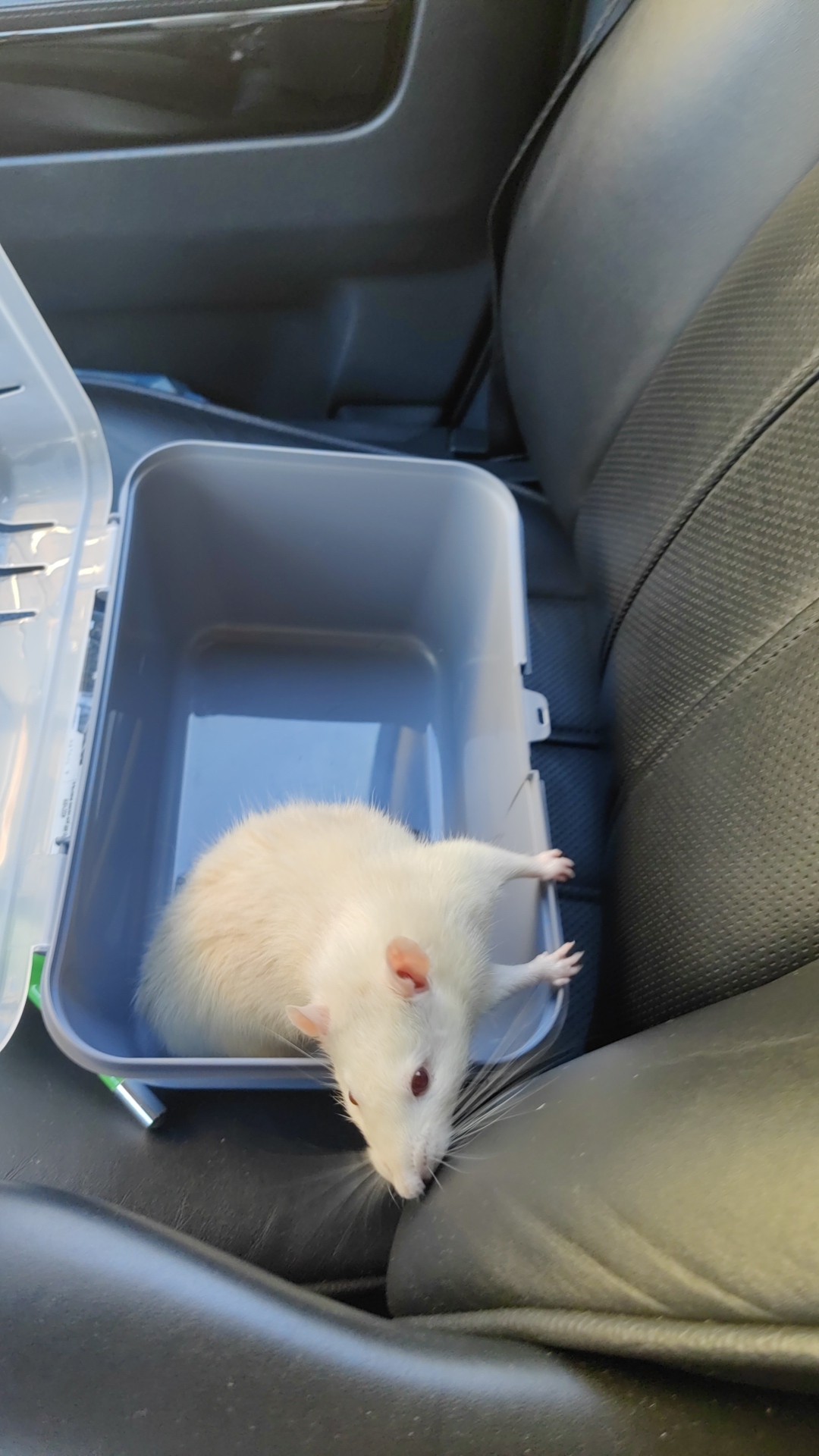 How I went to a pet store for hay and bought an adult rat Baton - My, Decorative rats, Guinea pig, Kindness, Pets, Impulse of the Soul, Addition, Longpost