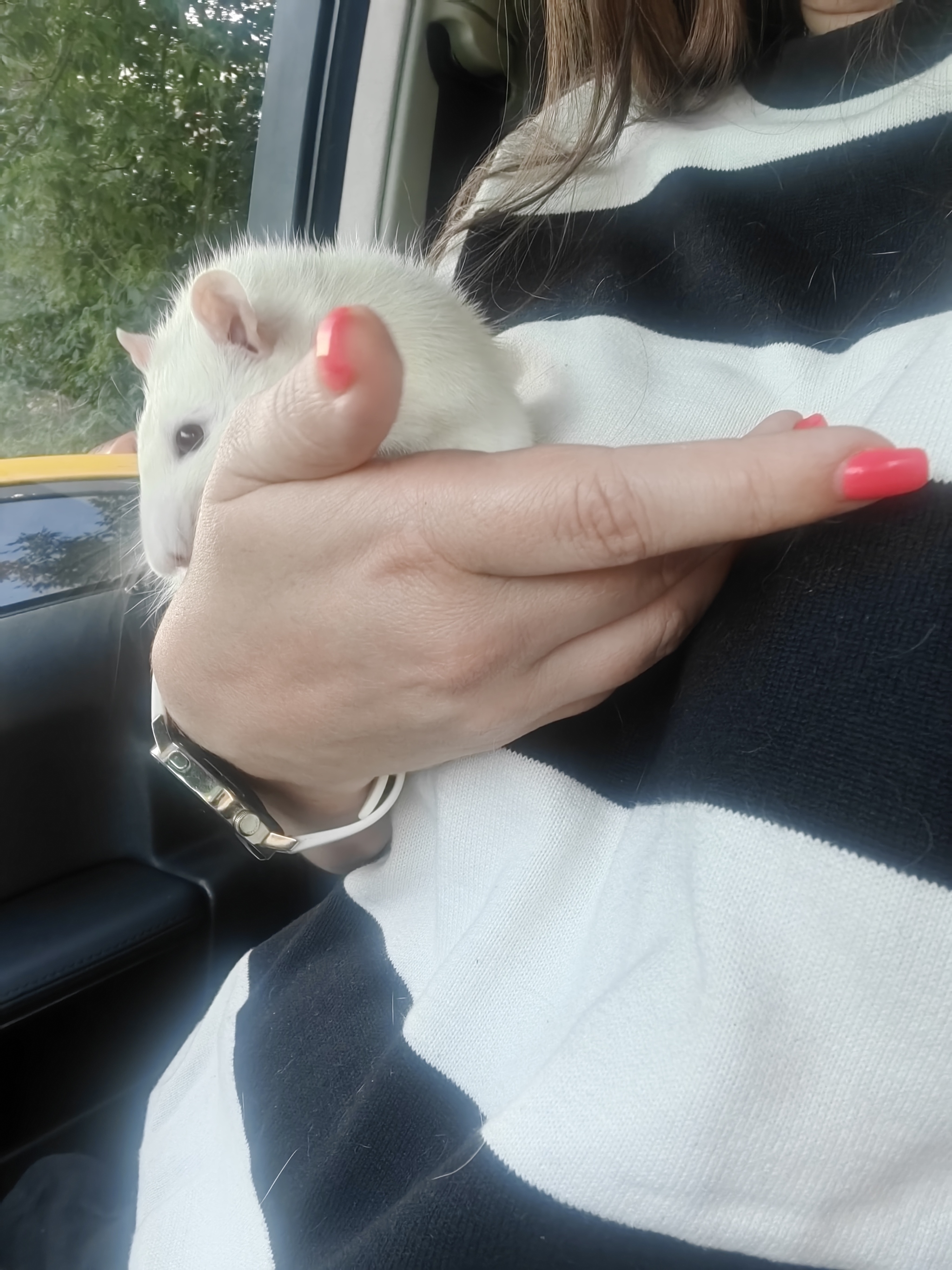 How I went to a pet store for hay and bought an adult rat Baton - My, Decorative rats, Guinea pig, Kindness, Pets, Impulse of the Soul, Addition, Longpost