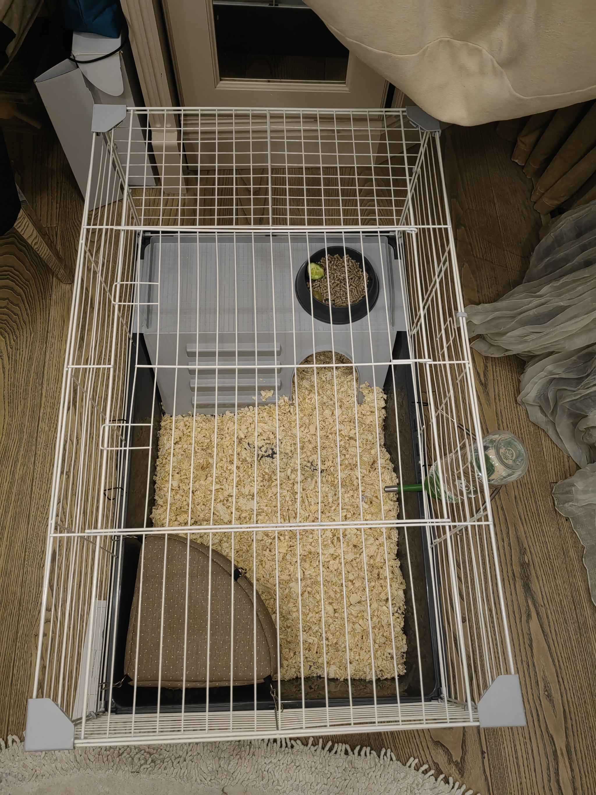 How I went to a pet store for hay and bought an adult rat Baton - My, Decorative rats, Guinea pig, Kindness, Pets, Impulse of the Soul, Addition, Longpost