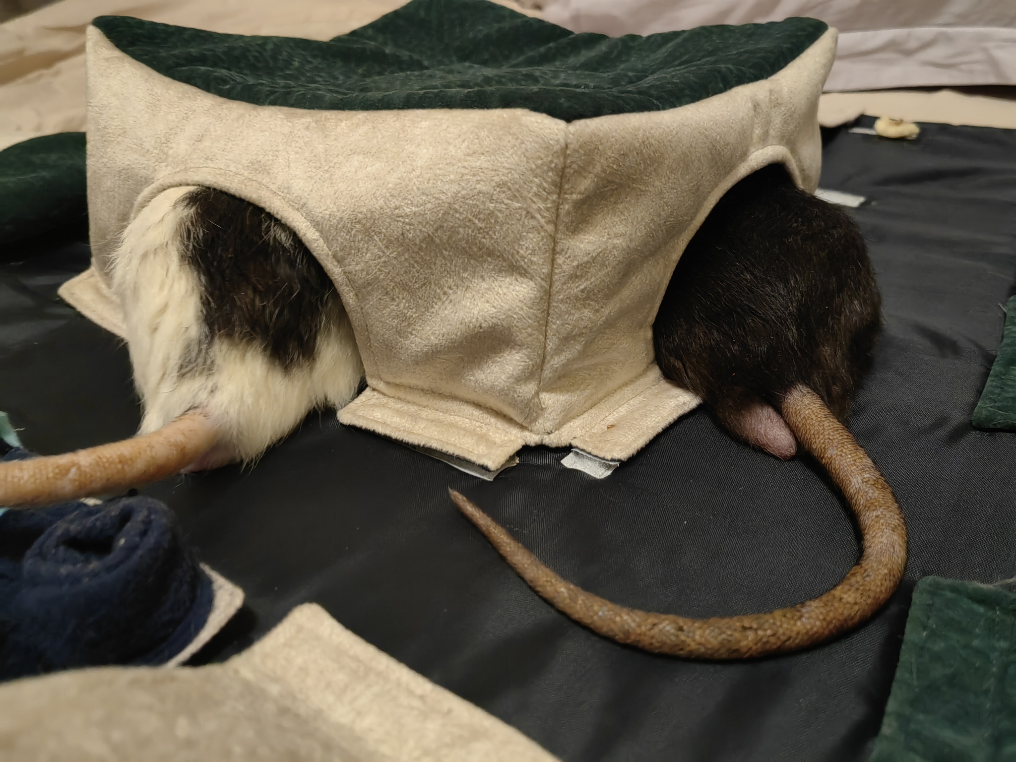 How I went to a pet store for hay and bought an adult rat Baton - My, Decorative rats, Guinea pig, Kindness, Pets, Impulse of the Soul, Addition, Longpost