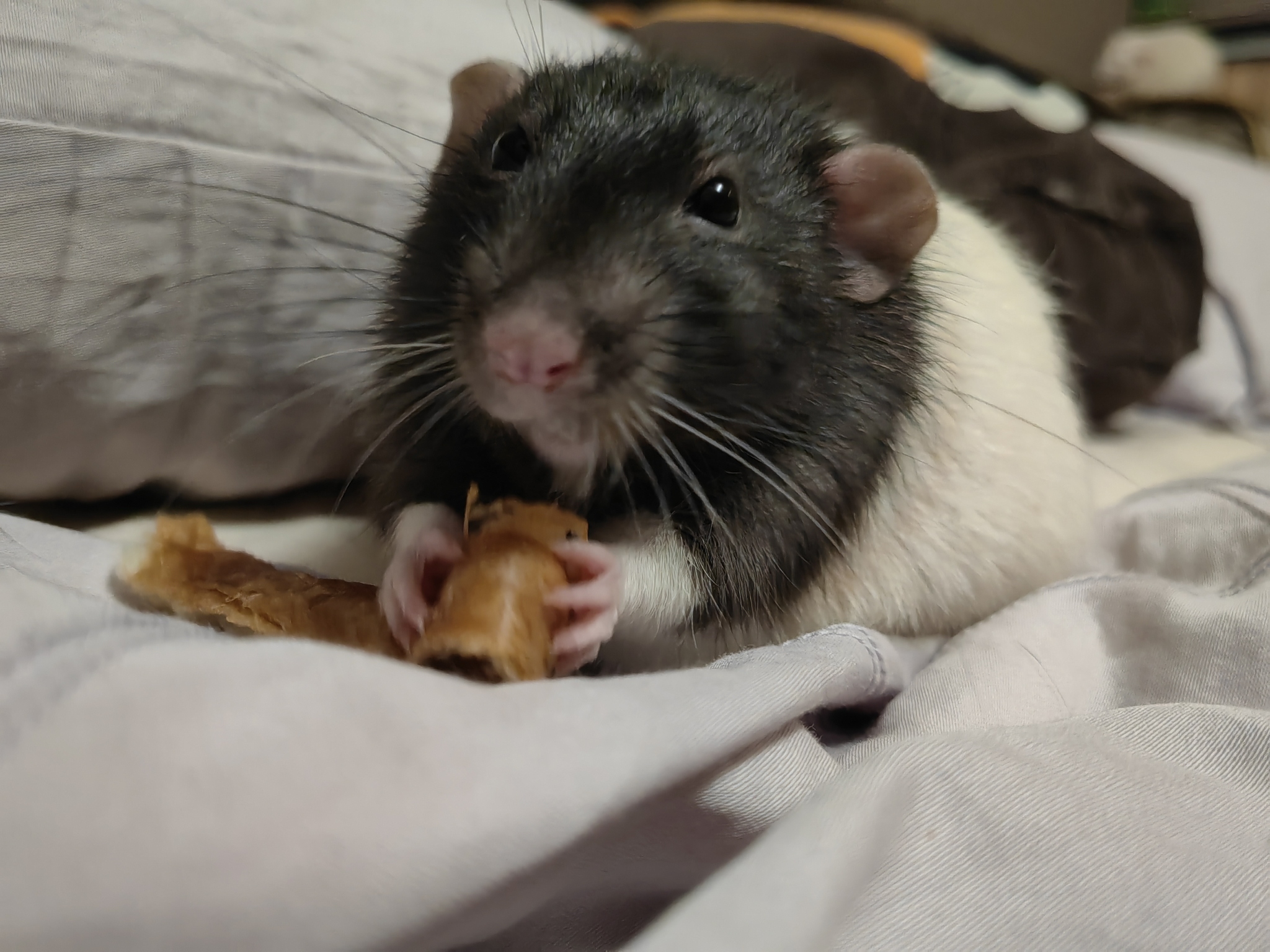 How I went to a pet store for hay and bought an adult rat Baton - My, Decorative rats, Guinea pig, Kindness, Pets, Impulse of the Soul, Addition, Longpost