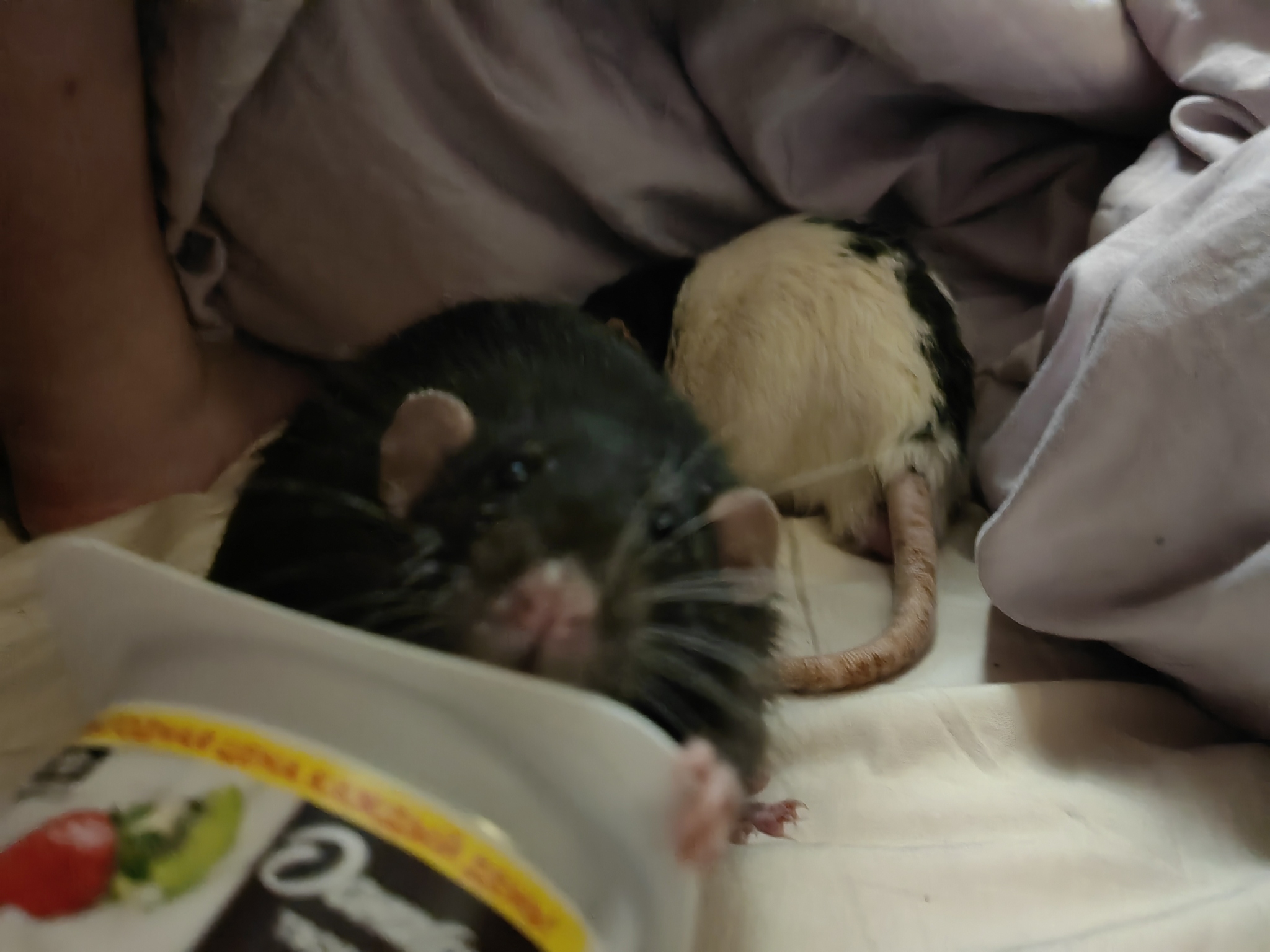 How I went to a pet store for hay and bought an adult rat Baton - My, Decorative rats, Guinea pig, Kindness, Pets, Impulse of the Soul, Addition, Longpost