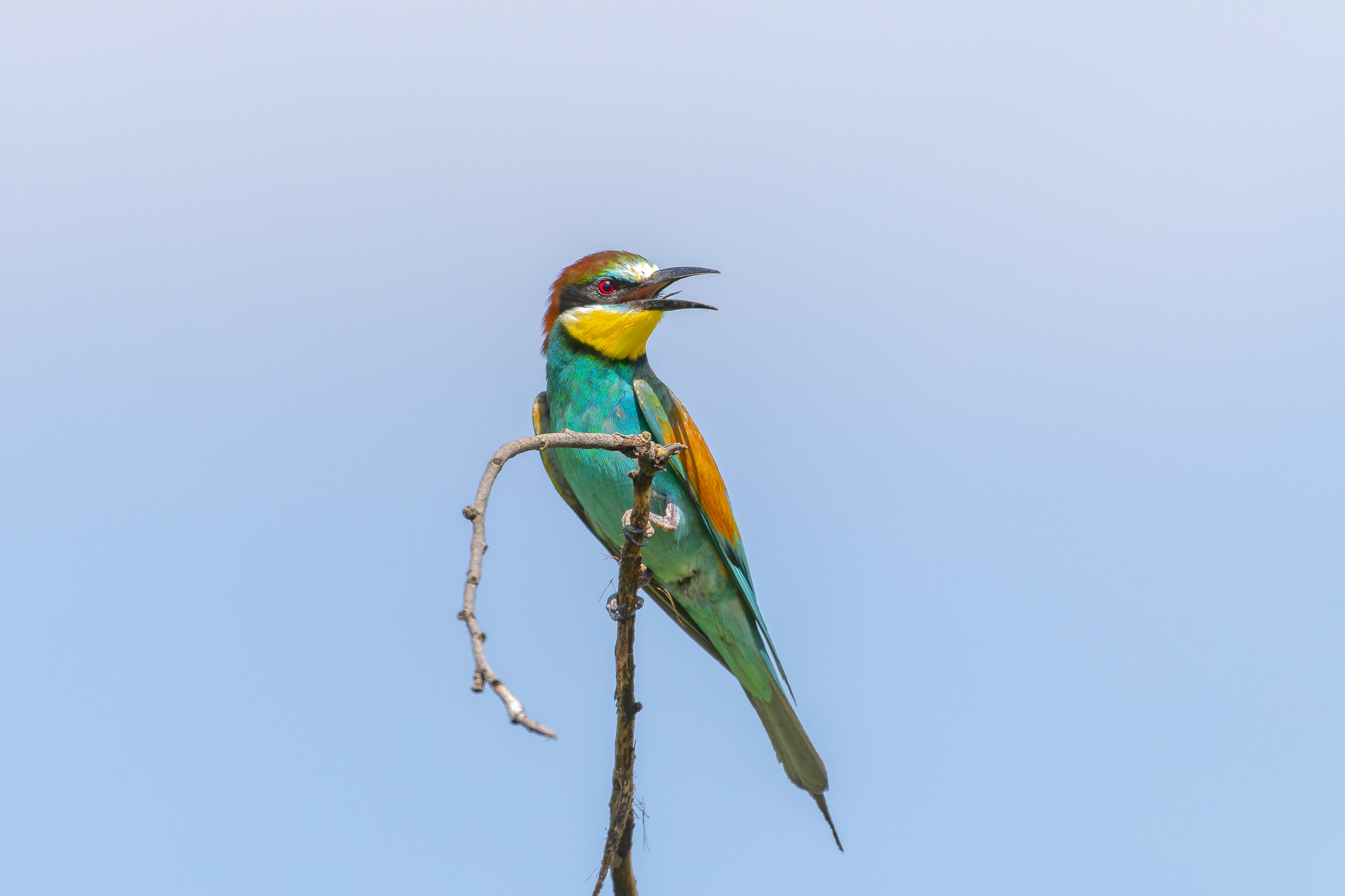 Pictures from photo hunt 83. Golden Bee-eater - My, Photo hunting, Ornithology League, Szczurka, Ornithology, Birds, Longpost, The photo