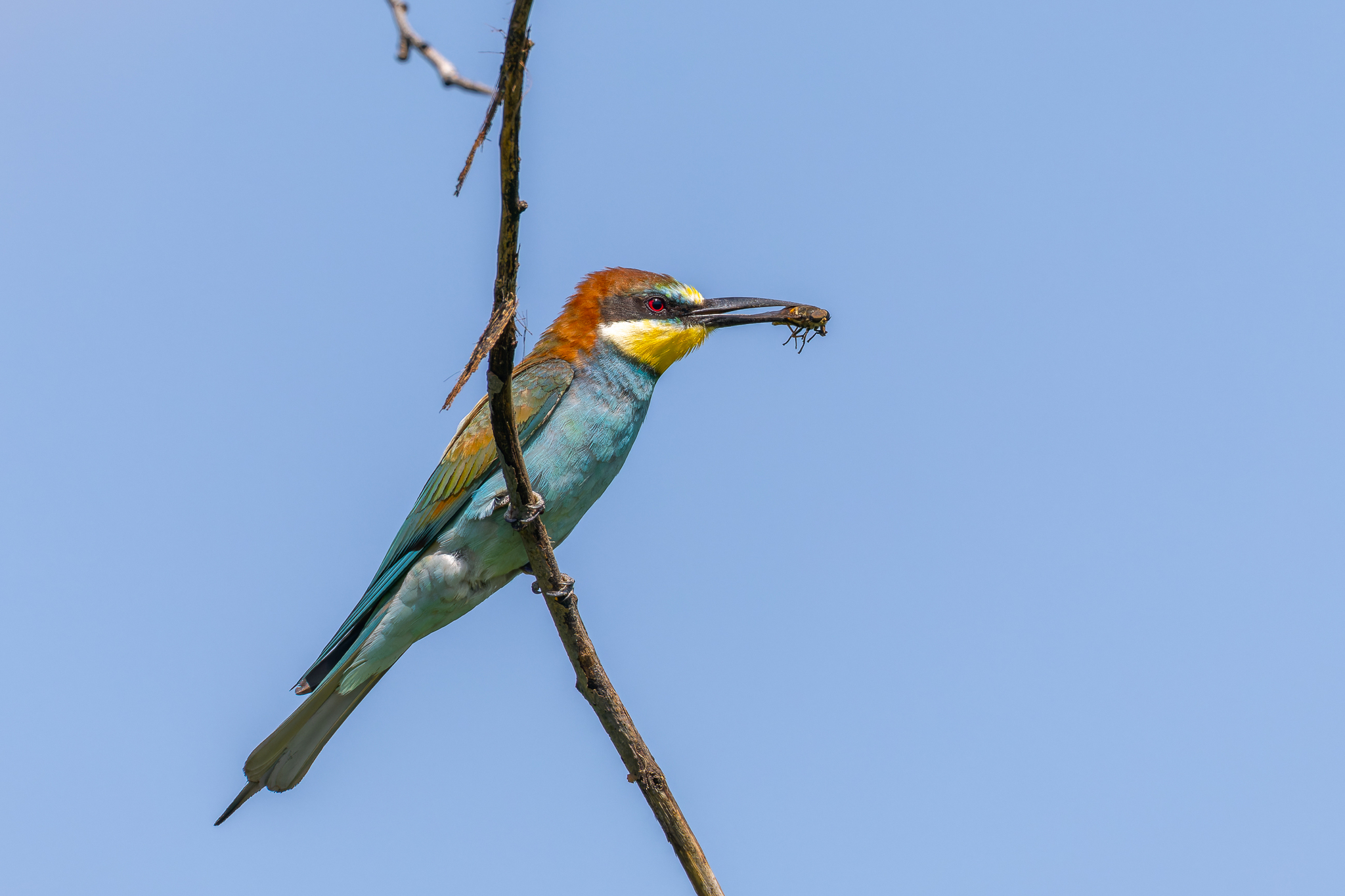 Pictures from photo hunt 83. Golden Bee-eater - My, Photo hunting, Ornithology League, Szczurka, Ornithology, Birds, Longpost, The photo