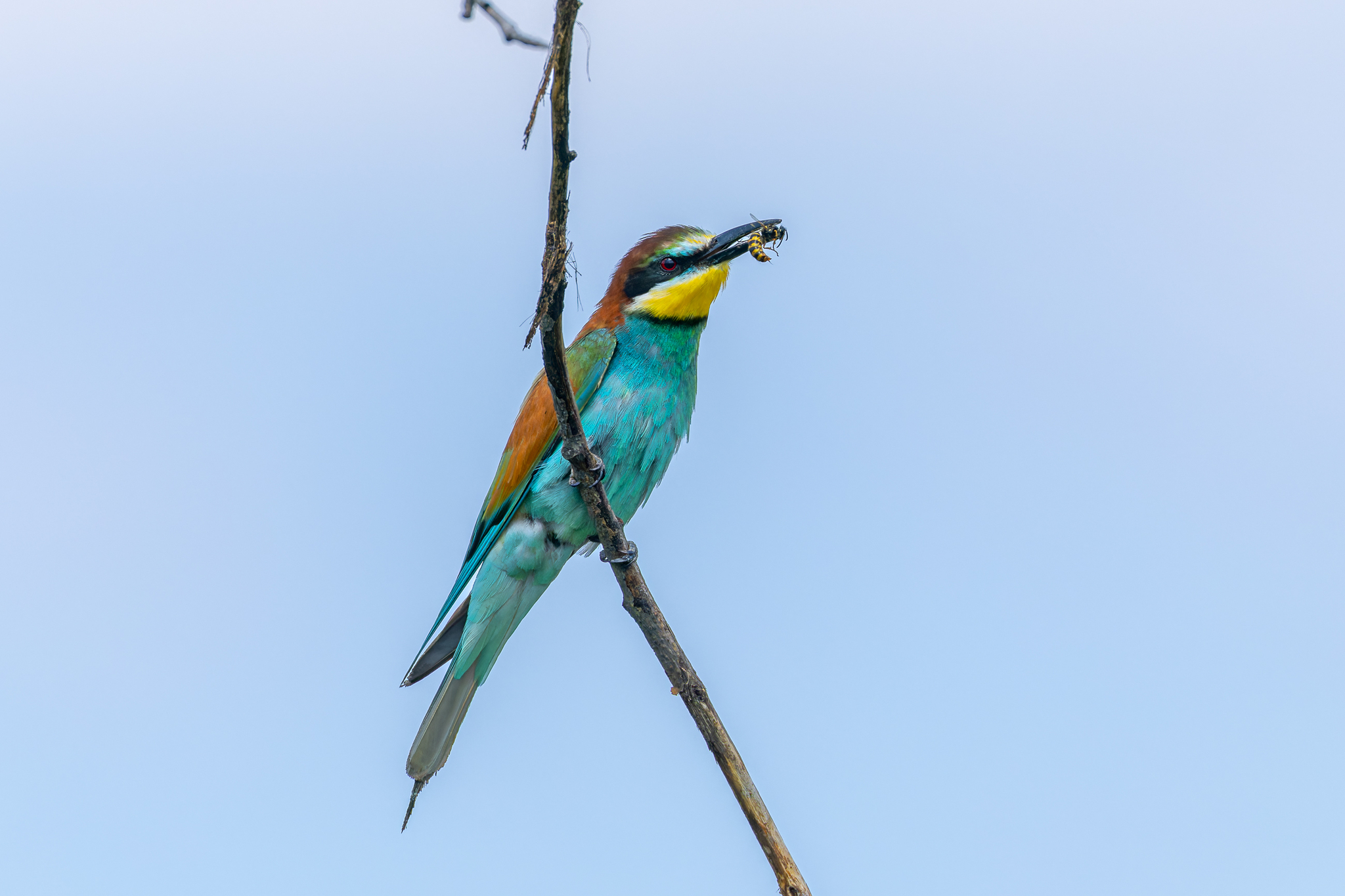 Pictures from photo hunt 83. Golden Bee-eater - My, Photo hunting, Ornithology League, Szczurka, Ornithology, Birds, Longpost, The photo