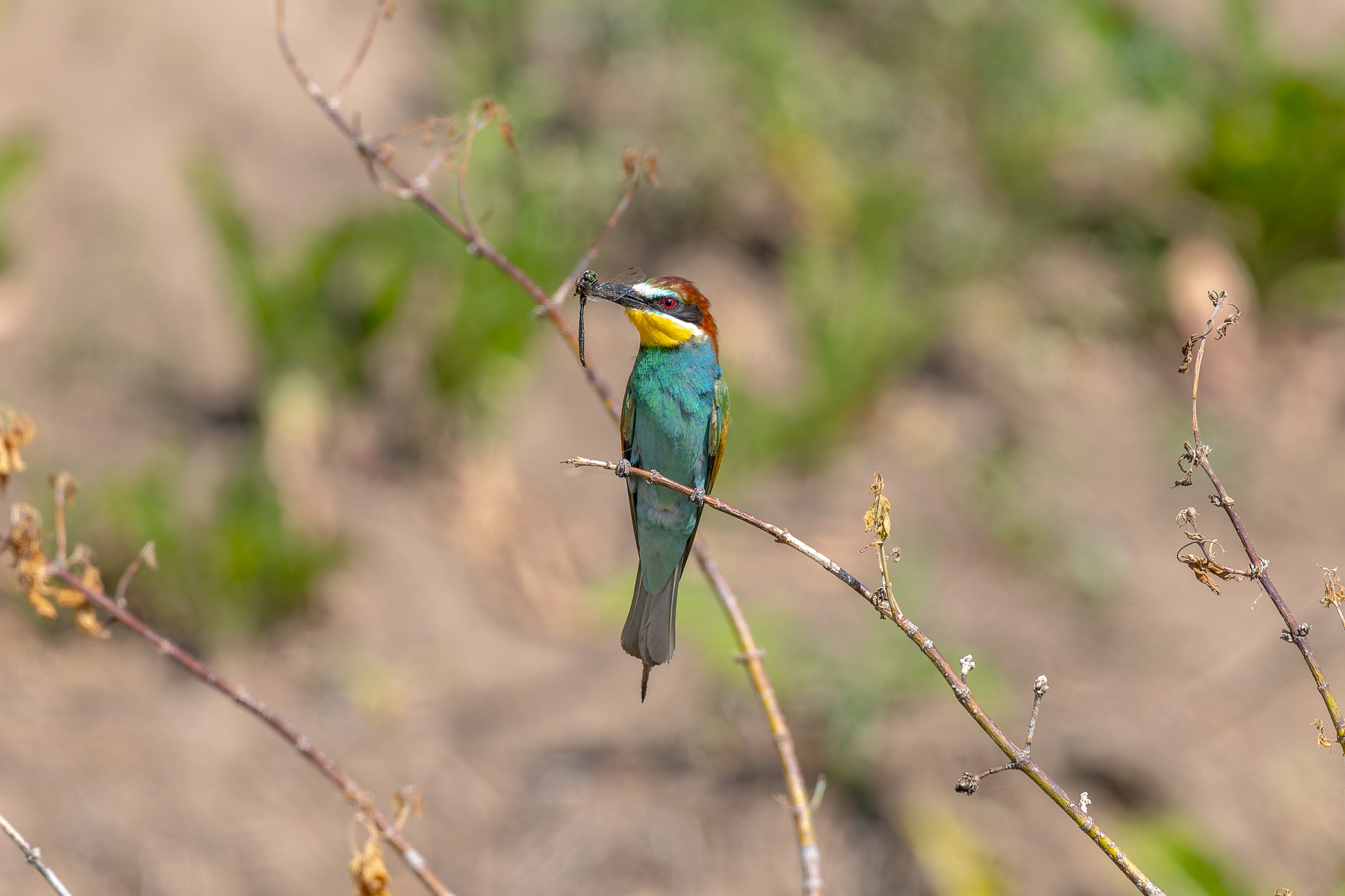 Pictures from photo hunt 83. Golden Bee-eater - My, Photo hunting, Ornithology League, Szczurka, Ornithology, Birds, Longpost, The photo