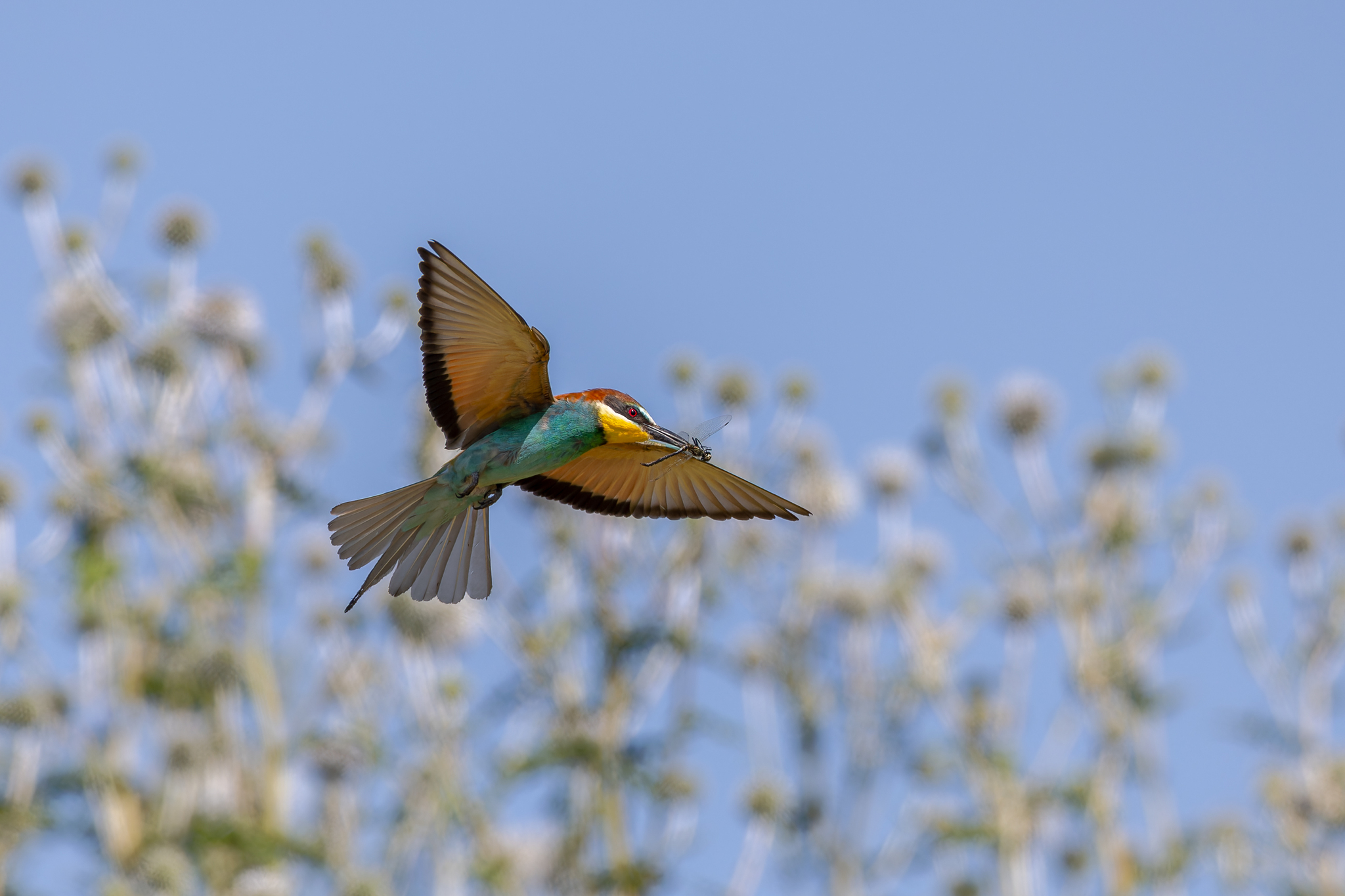 Pictures from photo hunt 83. Golden Bee-eater - My, Photo hunting, Ornithology League, Szczurka, Ornithology, Birds, Longpost, The photo