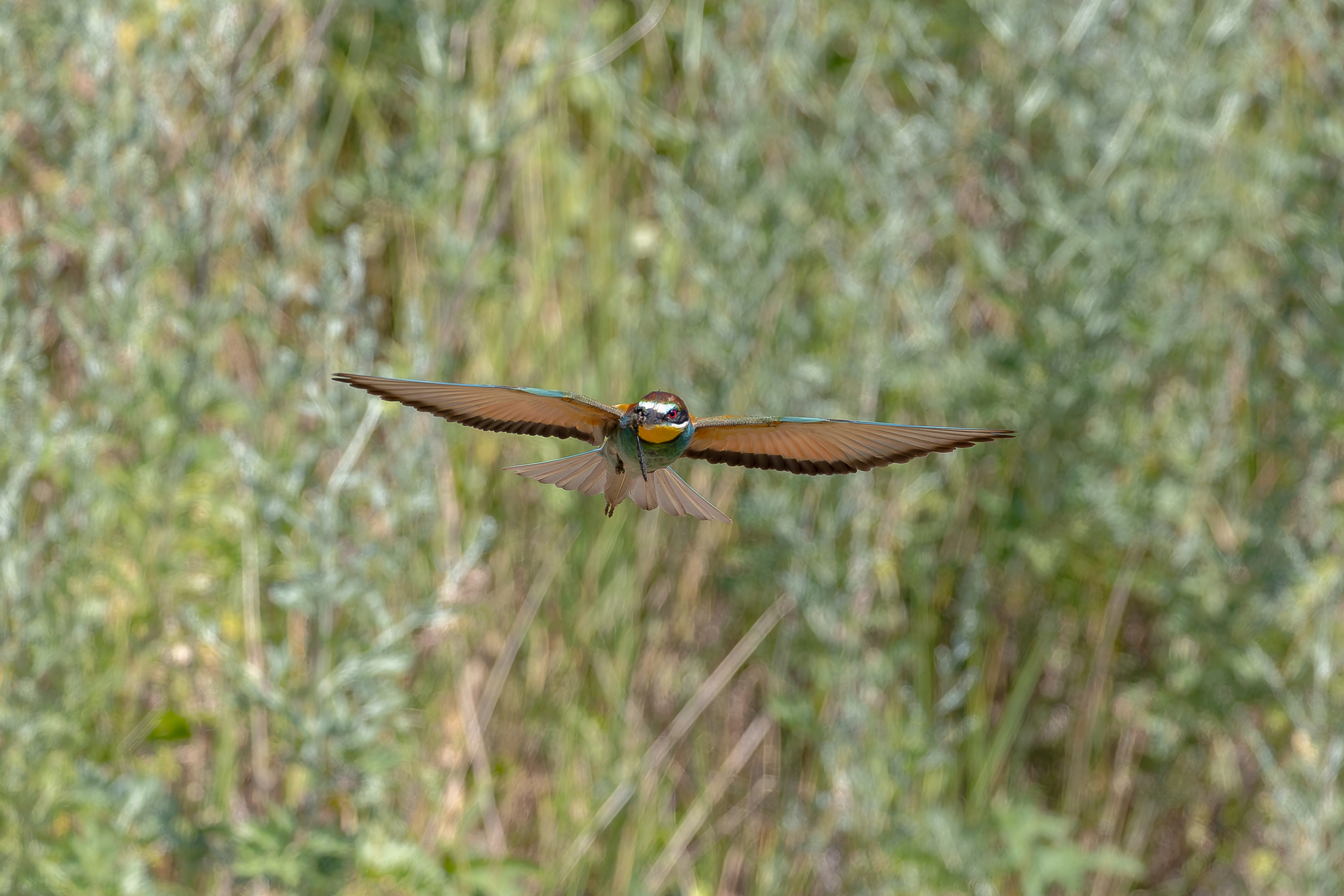 Pictures from photo hunt 83. Golden Bee-eater - My, Photo hunting, Ornithology League, Szczurka, Ornithology, Birds, Longpost, The photo