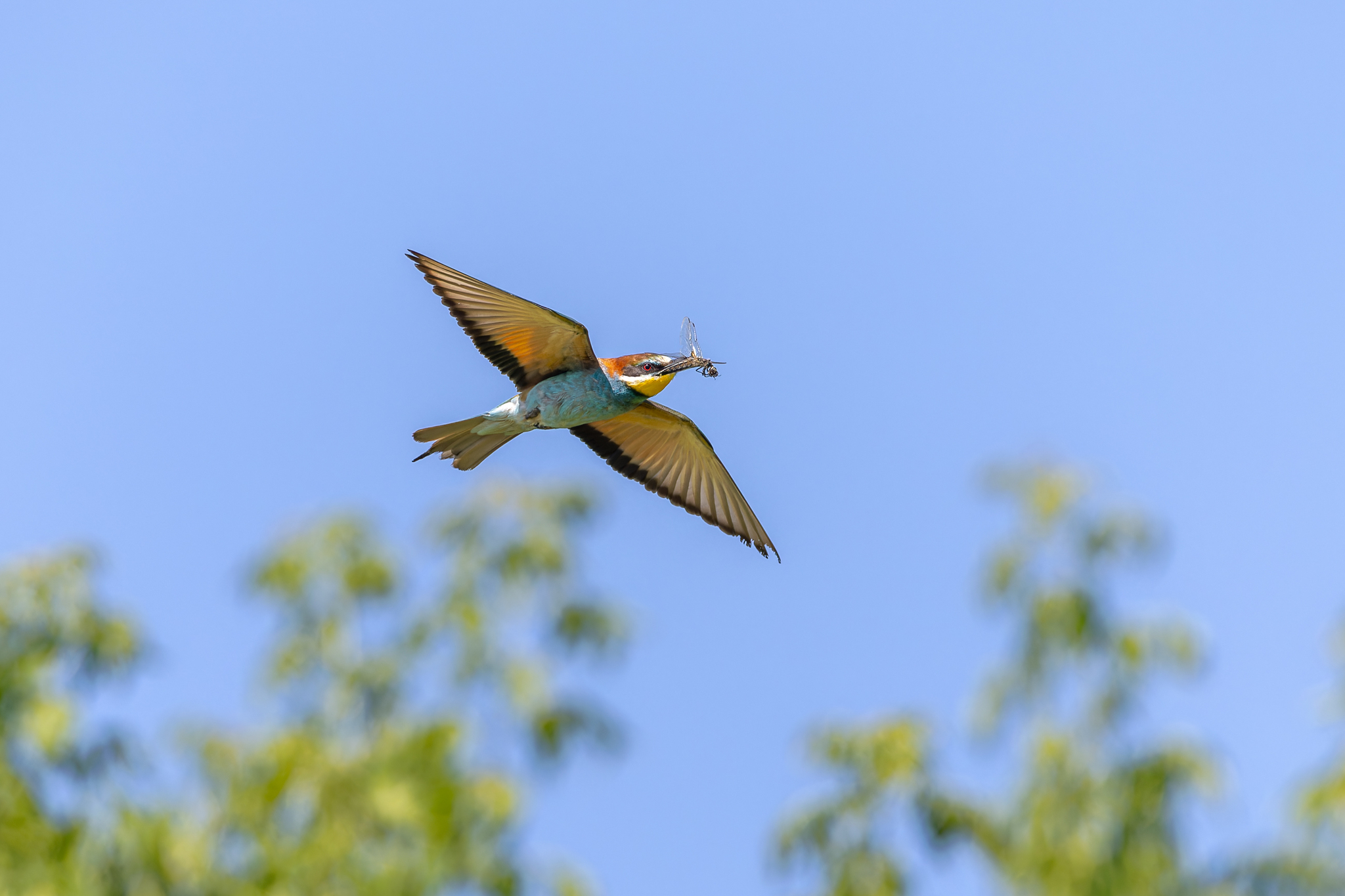 Pictures from photo hunt 83. Golden Bee-eater - My, Photo hunting, Ornithology League, Szczurka, Ornithology, Birds, Longpost, The photo