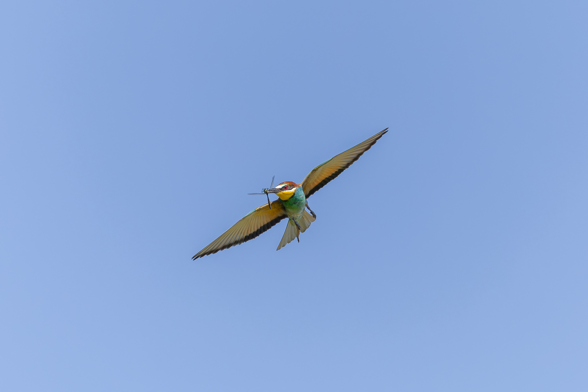 Pictures from photo hunt 83. Golden Bee-eater - My, Photo hunting, Ornithology League, Szczurka, Ornithology, Birds, Longpost, The photo