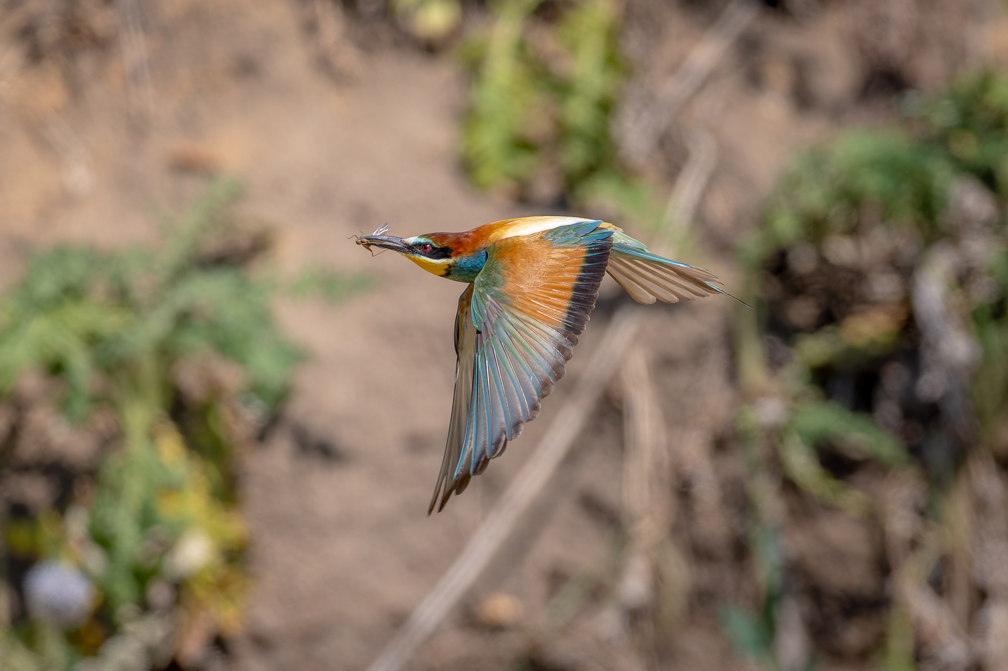 Pictures from photo hunt 83. Golden Bee-eater - My, Photo hunting, Ornithology League, Szczurka, Ornithology, Birds, Longpost, The photo