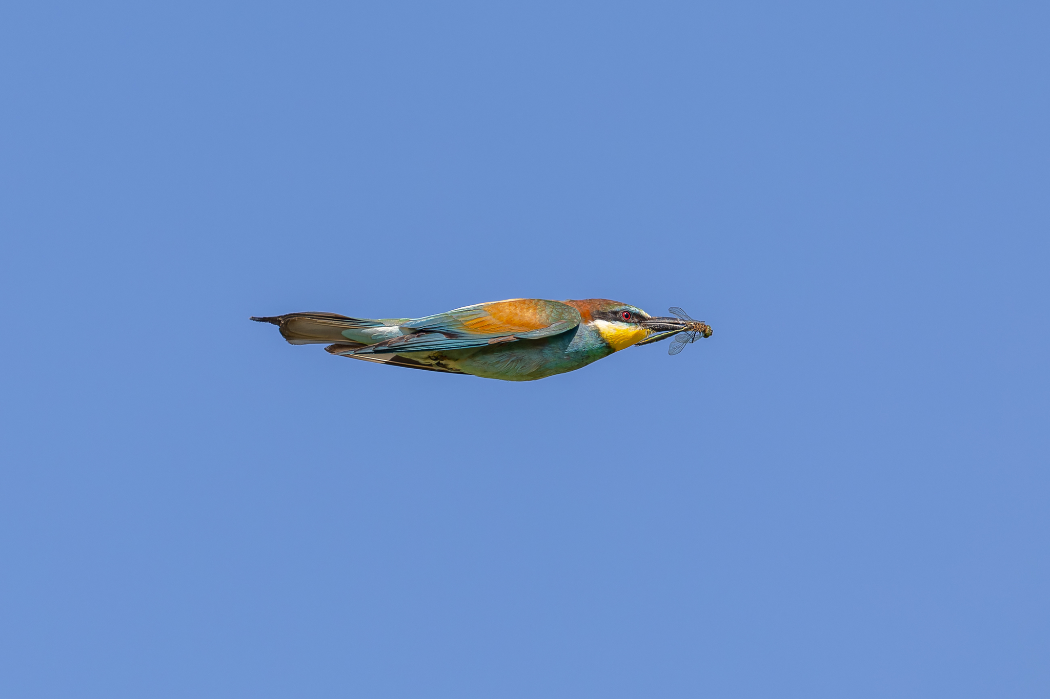 Pictures from photo hunt 83. Golden Bee-eater - My, Photo hunting, Ornithology League, Szczurka, Ornithology, Birds, Longpost, The photo