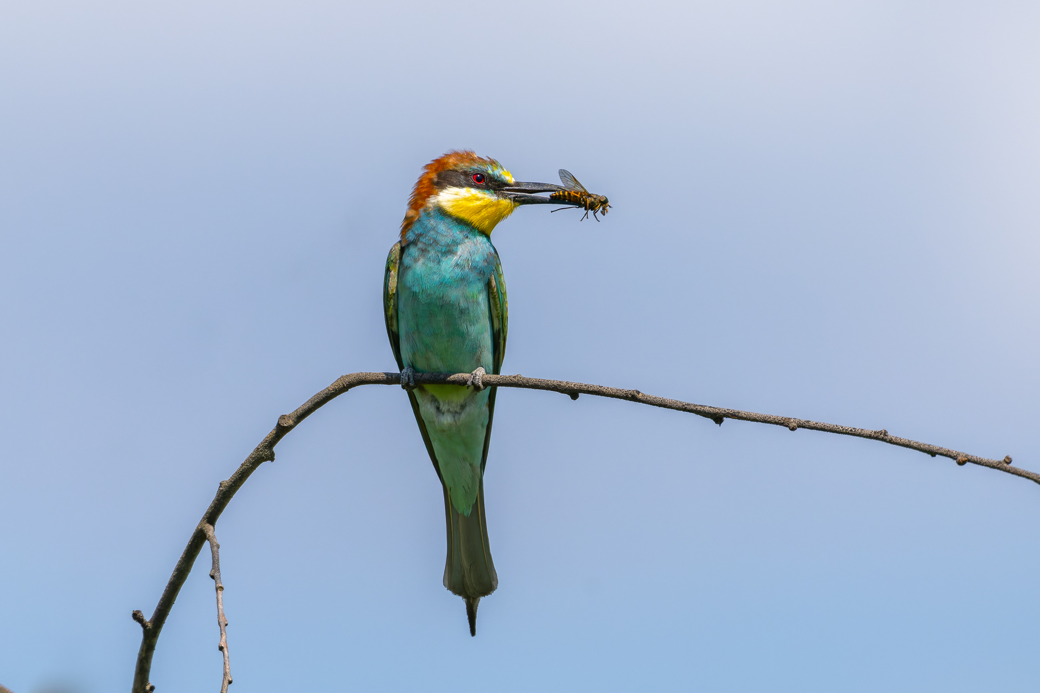 Pictures from photo hunt 83. Golden Bee-eater - My, Photo hunting, Ornithology League, Szczurka, Ornithology, Birds, Longpost, The photo