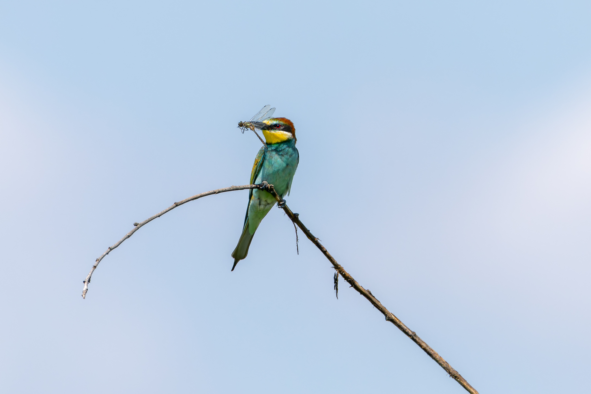 Pictures from photo hunt 83. Golden Bee-eater - My, Photo hunting, Ornithology League, Szczurka, Ornithology, Birds, Longpost, The photo