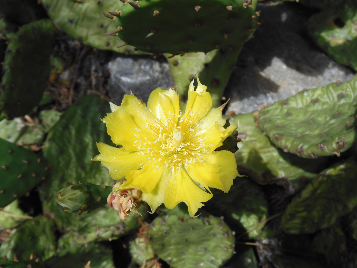 We returned from Crimea. We show the truth about holidays in Crimea. Hotel Atelika Horizon Sudak, Crimea. Cacti on site - My, Travels, Туристы, Vacation, Crimea, The city of Sudak, Hotel, Cactus, Blooming cacti, Drive, Longpost, The photo