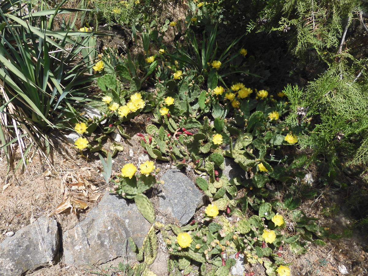 We returned from Crimea. We show the truth about holidays in Crimea. Hotel Atelika Horizon Sudak, Crimea. Cacti on site - My, Travels, Туристы, Vacation, Crimea, The city of Sudak, Hotel, Cactus, Blooming cacti, Drive, Longpost, The photo