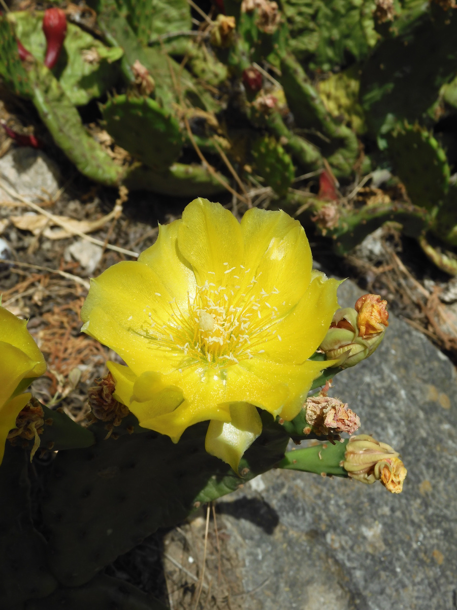 We returned from Crimea. We show the truth about holidays in Crimea. Hotel Atelika Horizon Sudak, Crimea. Cacti on site - My, Travels, Туристы, Vacation, Crimea, The city of Sudak, Hotel, Cactus, Blooming cacti, Drive, Longpost, The photo