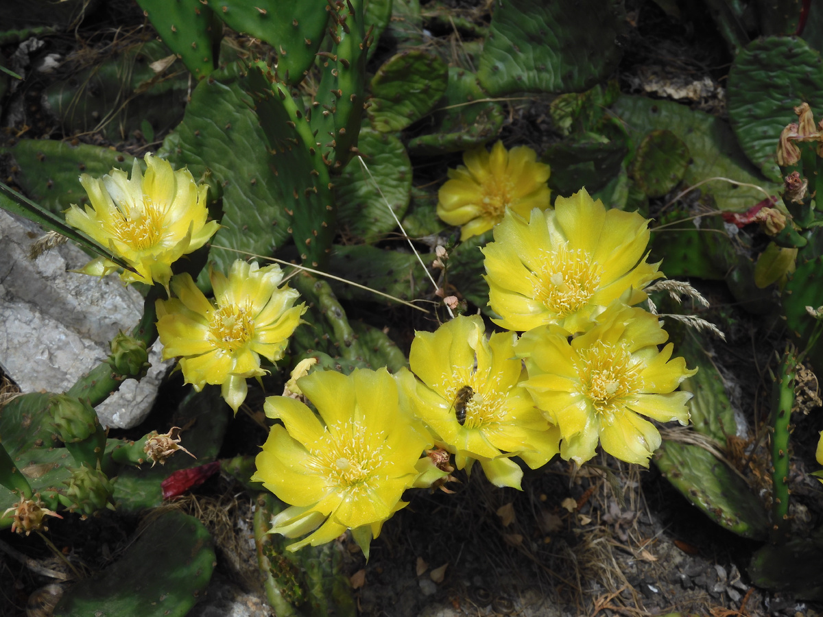 We returned from Crimea. We show the truth about holidays in Crimea. Hotel Atelika Horizon Sudak, Crimea. Cacti on site - My, Travels, Туристы, Vacation, Crimea, The city of Sudak, Hotel, Cactus, Blooming cacti, Drive, Longpost, The photo