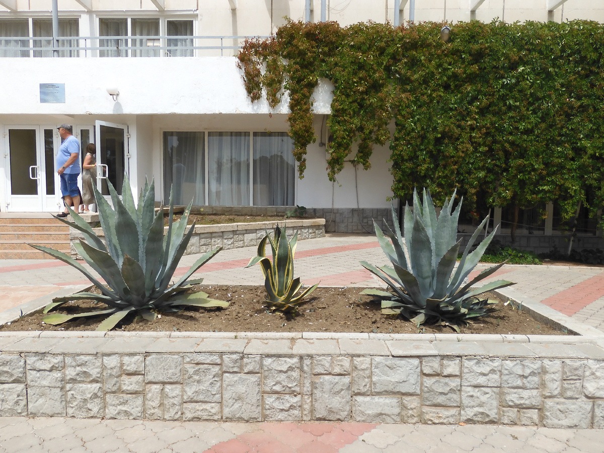 We returned from Crimea. We show the truth about holidays in Crimea. Hotel Atelika Horizon Sudak, Crimea. Cacti on site - My, Travels, Туристы, Vacation, Crimea, The city of Sudak, Hotel, Cactus, Blooming cacti, Drive, Longpost, The photo