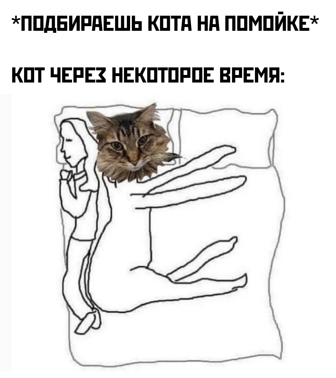 Memes about cats) - Humor, Memes, Images, Picture with text, Laughter (reaction), Bayan (musical instrument), Longpost