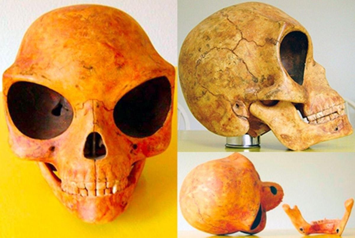 Sealand skull - Paleontology, Archeology, The photo, Scull