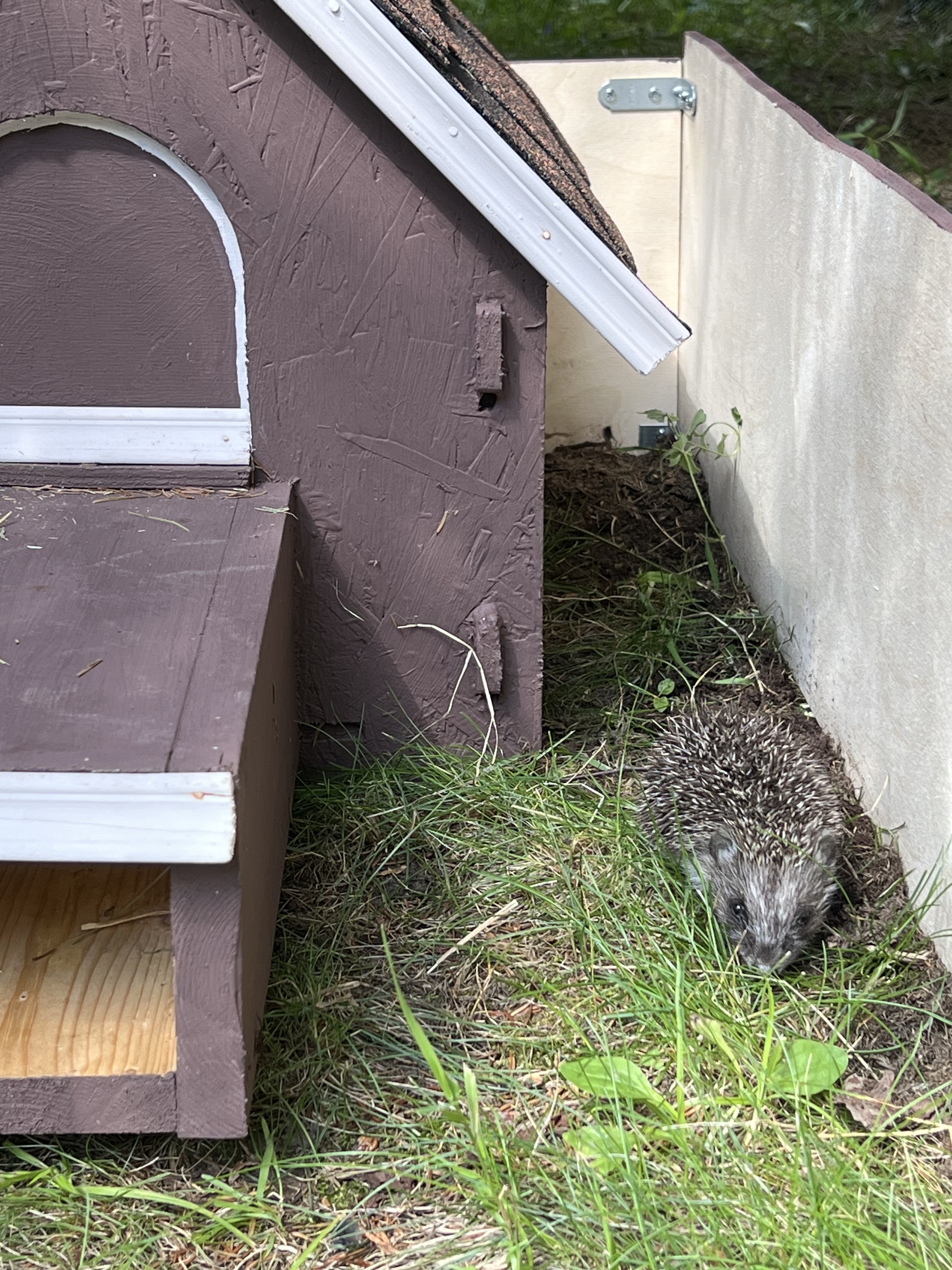 Hedgehogs in the house, part 9 - My, Animal Rescue, Pets, Life stories, Hedgehog, Longpost