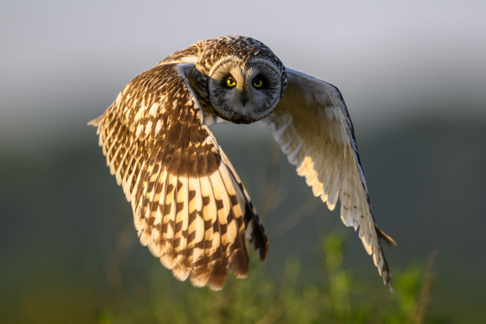 Short-eared owl - My, Photo hunting, The photo, Birds, Ornithology, Wild animals, Video, Youtube