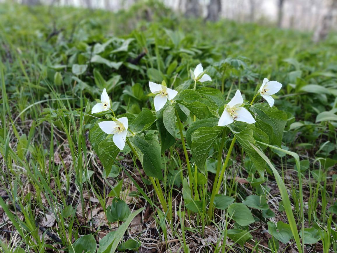 Kamchatka delicacies - Plants, Esculent, Kamchatka, Informative, The photo, Telegram (link), Longpost, beauty