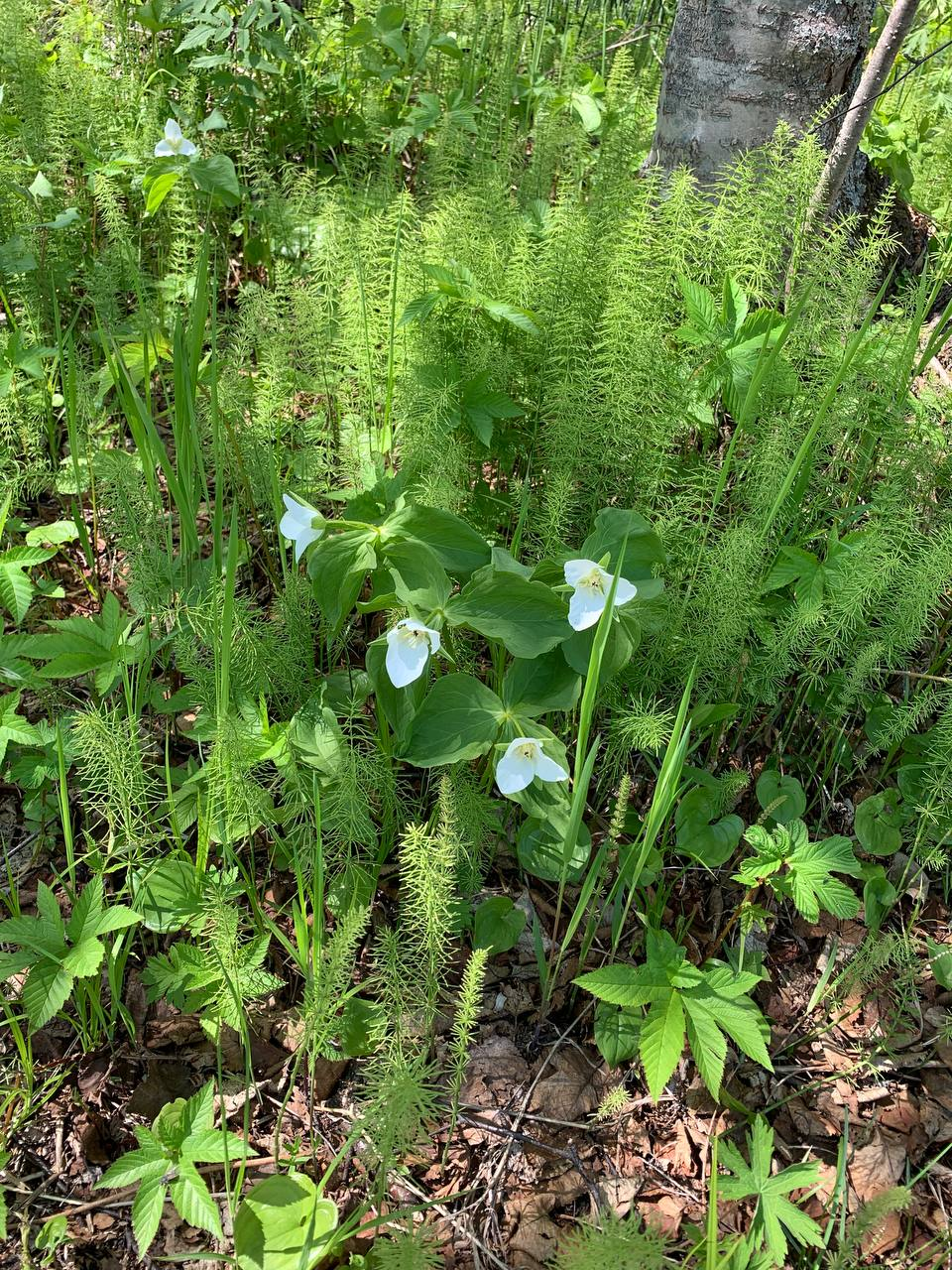 Kamchatka delicacies - Plants, Esculent, Kamchatka, Informative, The photo, Telegram (link), Longpost, beauty