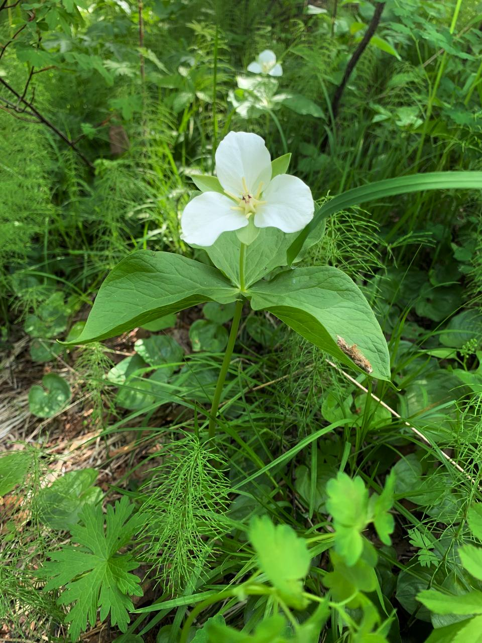 Kamchatka delicacies - Plants, Esculent, Kamchatka, Informative, The photo, Telegram (link), Longpost, beauty