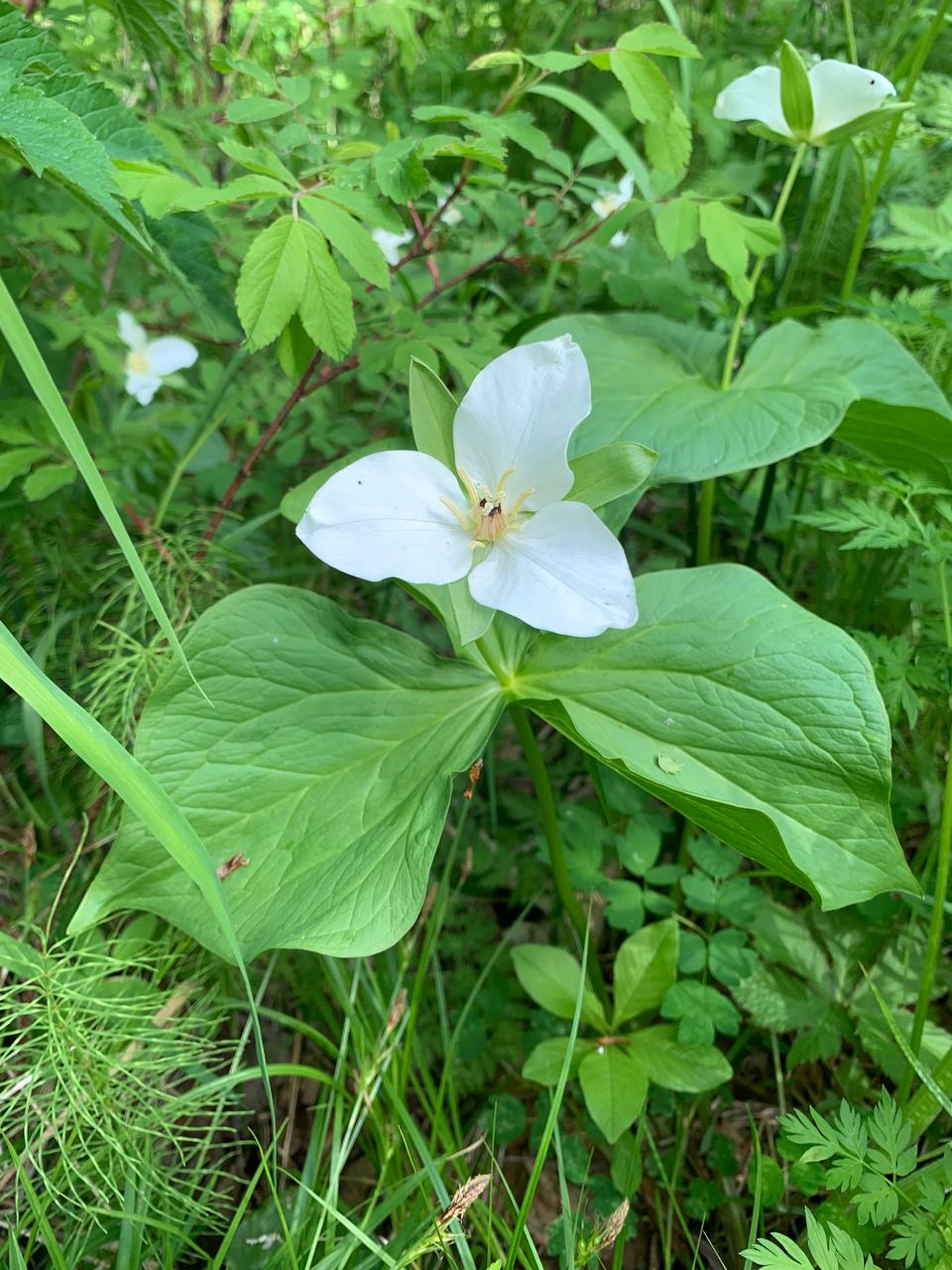 Kamchatka delicacies - Plants, Esculent, Kamchatka, Informative, The photo, Telegram (link), Longpost, beauty