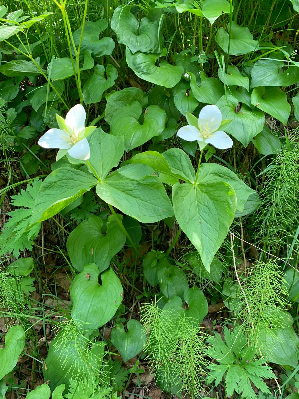 Kamchatka delicacies - Plants, Esculent, Kamchatka, Informative, The photo, Telegram (link), Longpost, beauty