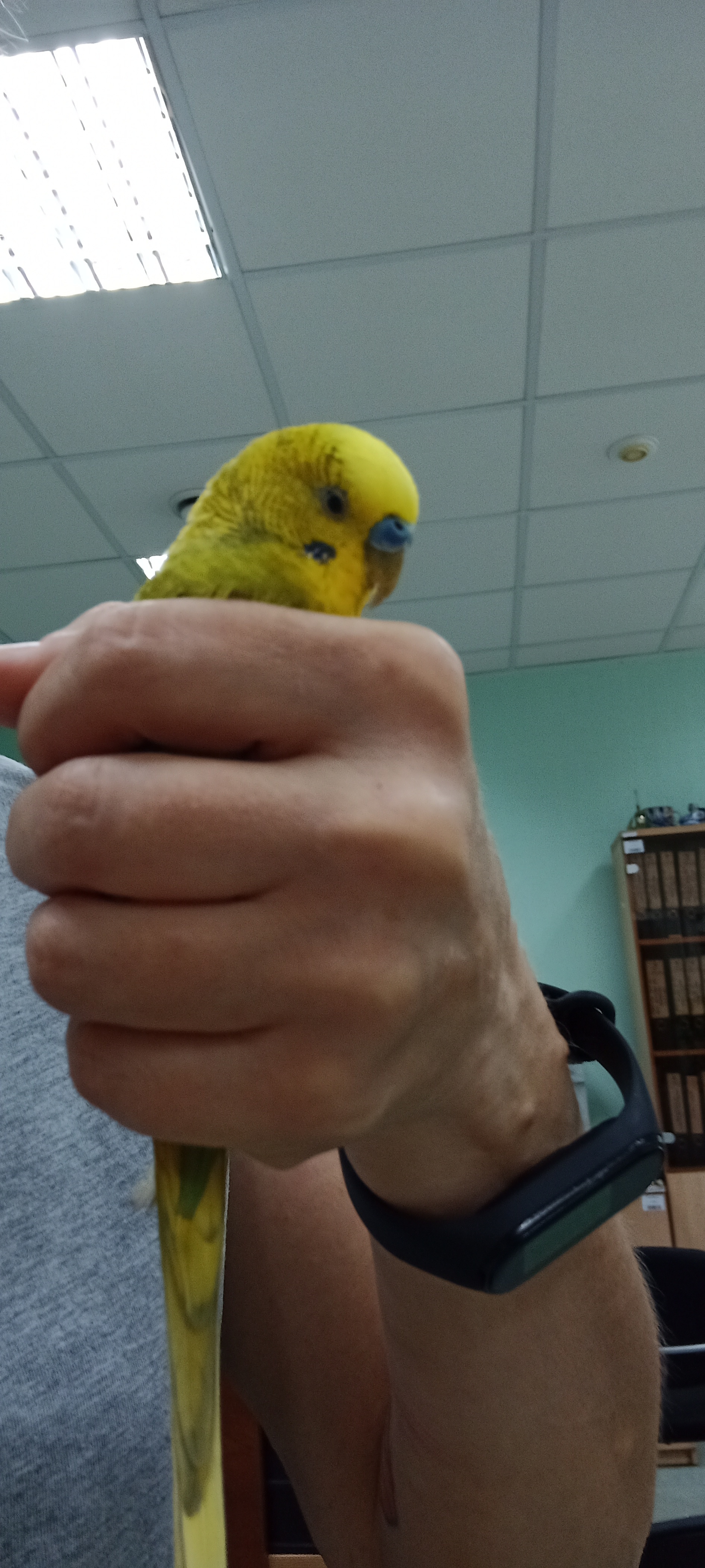 Moscow parrot - My, Budgies, Birds, Kindness, Longpost, Find, Lost and found, Found, Lost